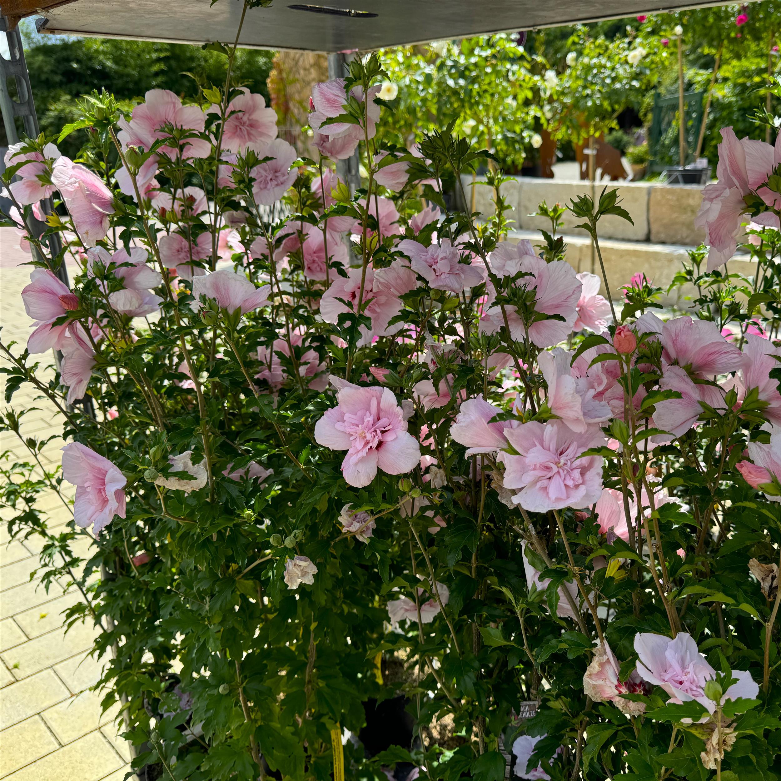 Hibiscus syriacus 'Pink Chiffon'