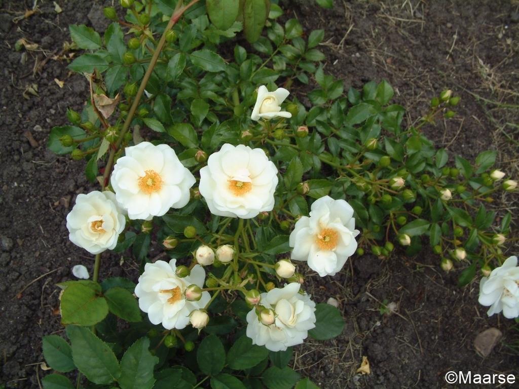 Innocencia - Stammrose 60 cm