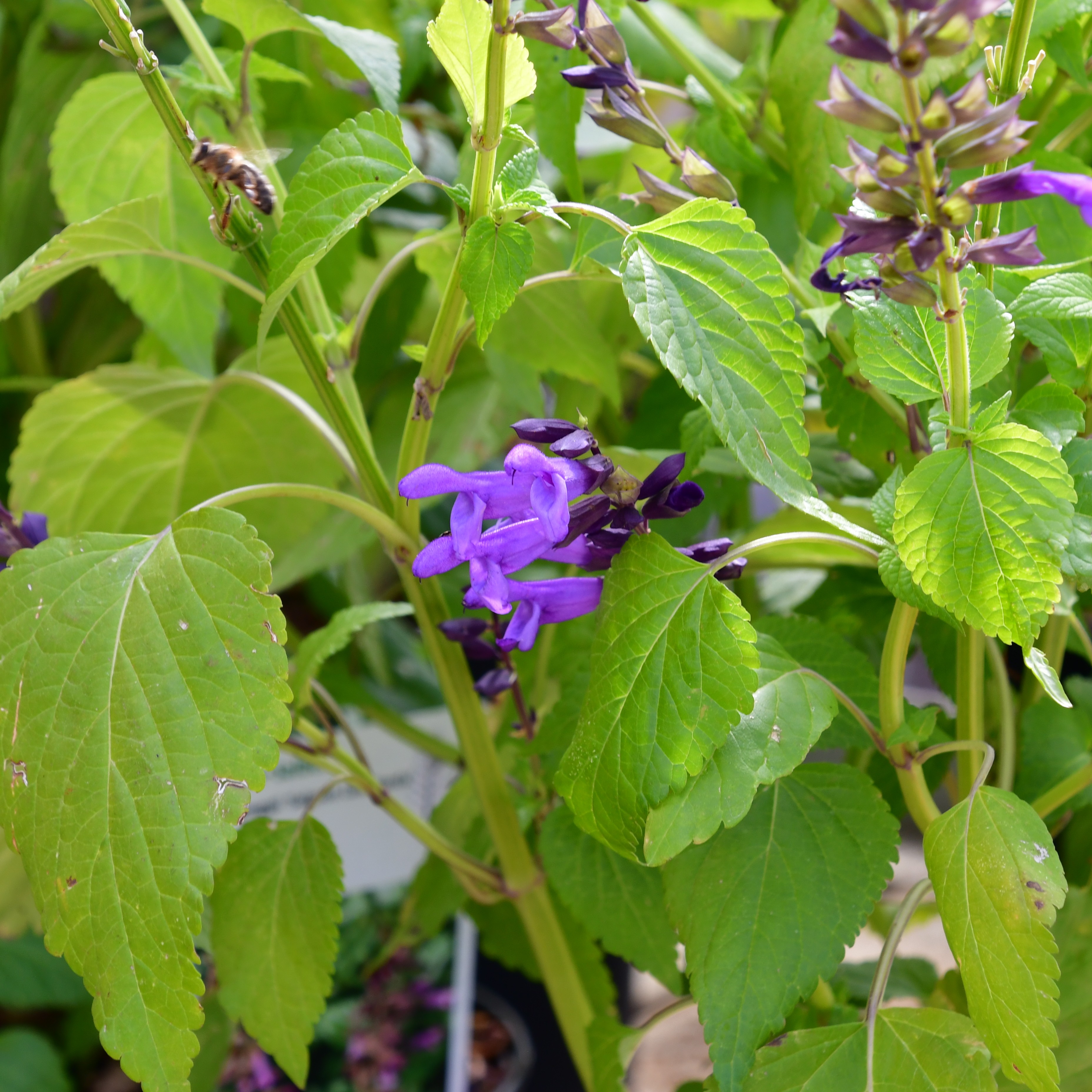 Salvia Salgoon Lake Garda 3L
