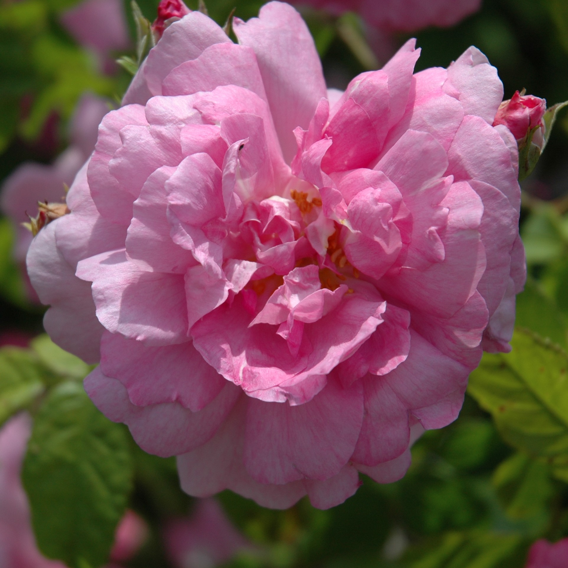 Ispahan / Pompon des Princes