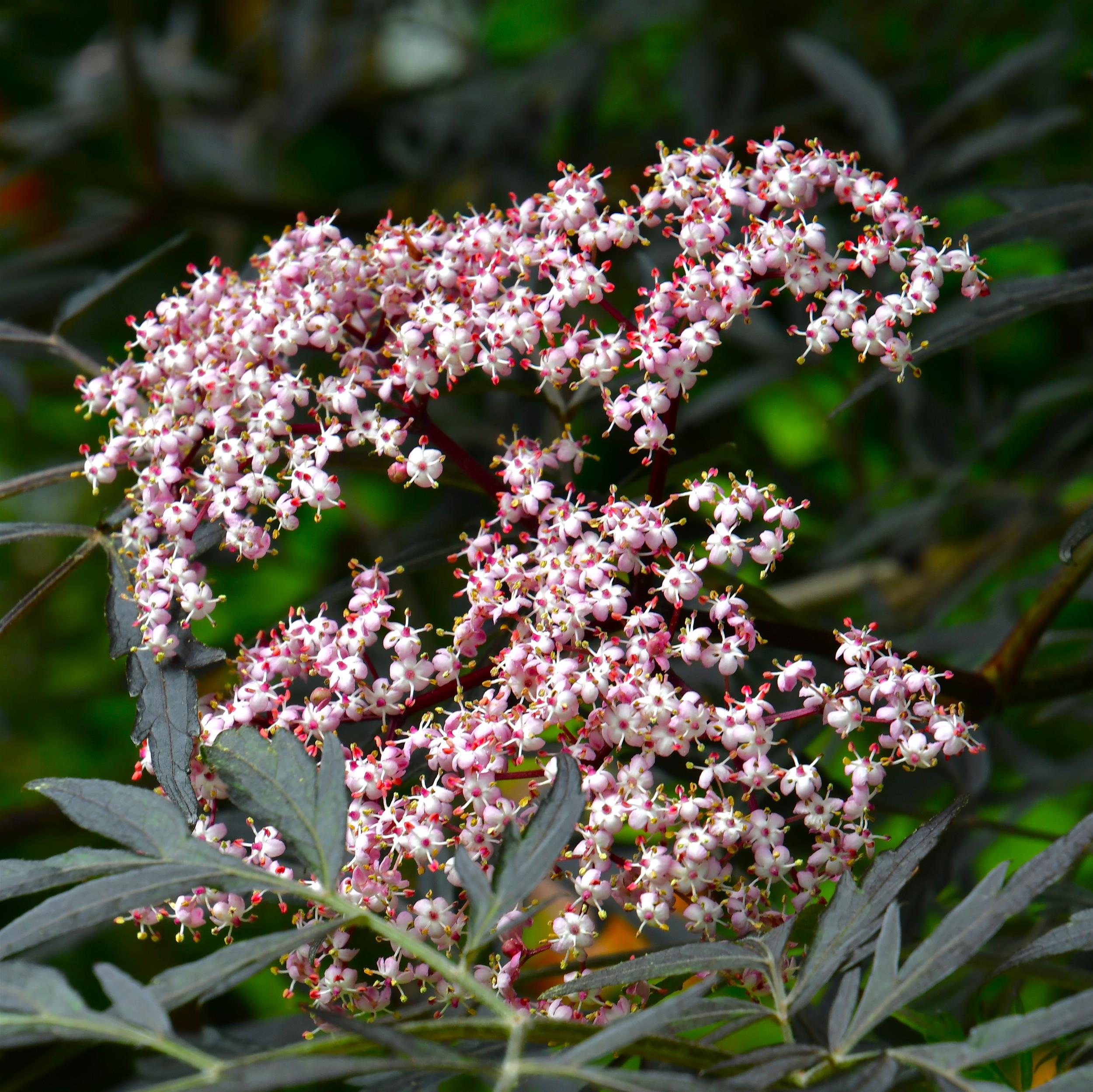 Sambucus nigra 'Black Lace' C5