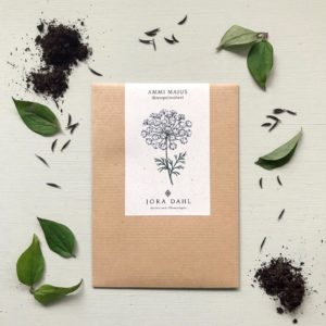 Ammi majus / Knorpelmöhre