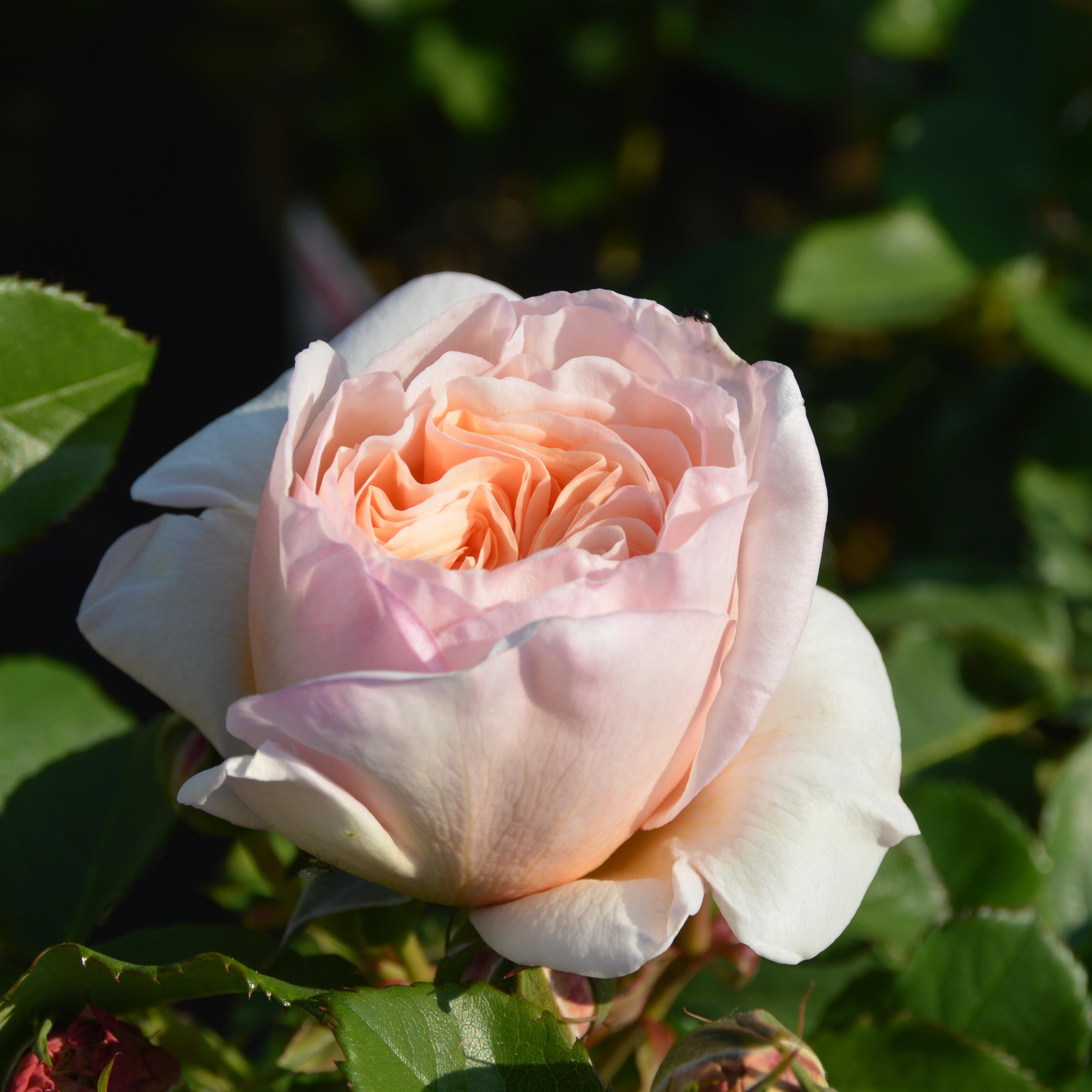 Alexandrine