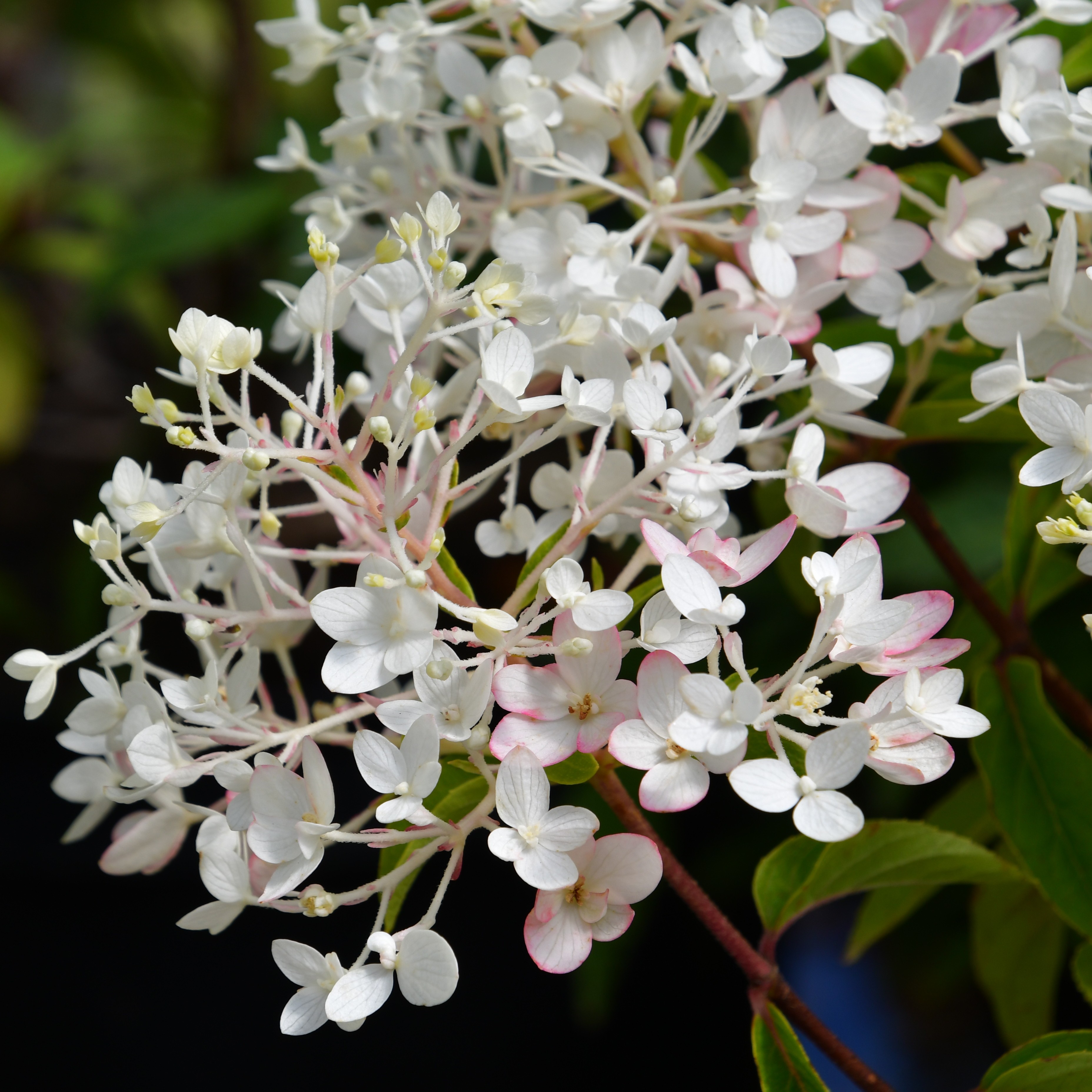 Hydrangea paniculata Groundbreaker Blush