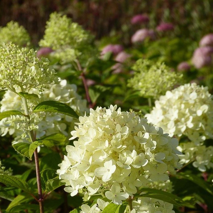 Hydrangea paniculata 'Limelight'  -R-