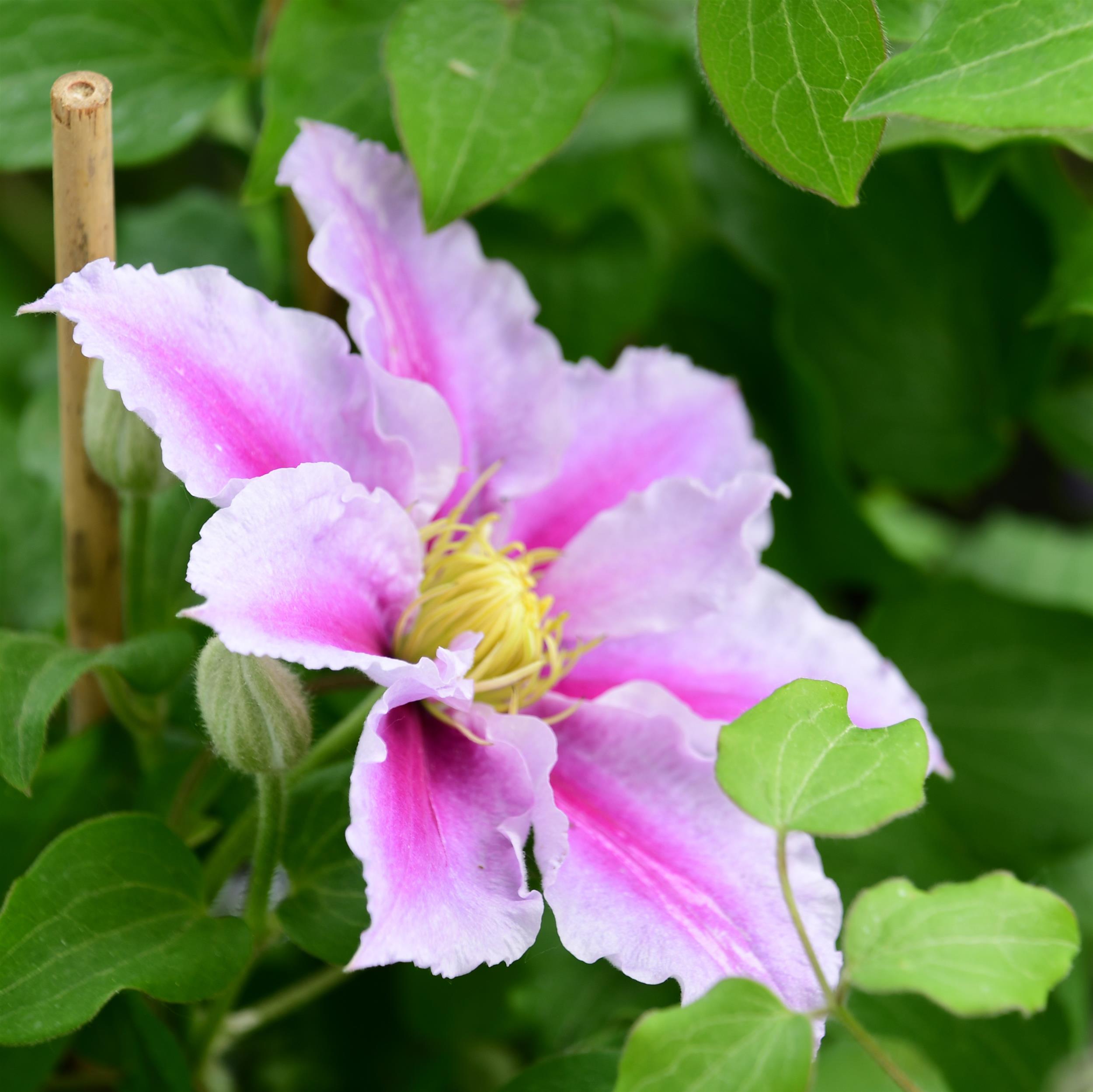 Clematis hyb. Piilu