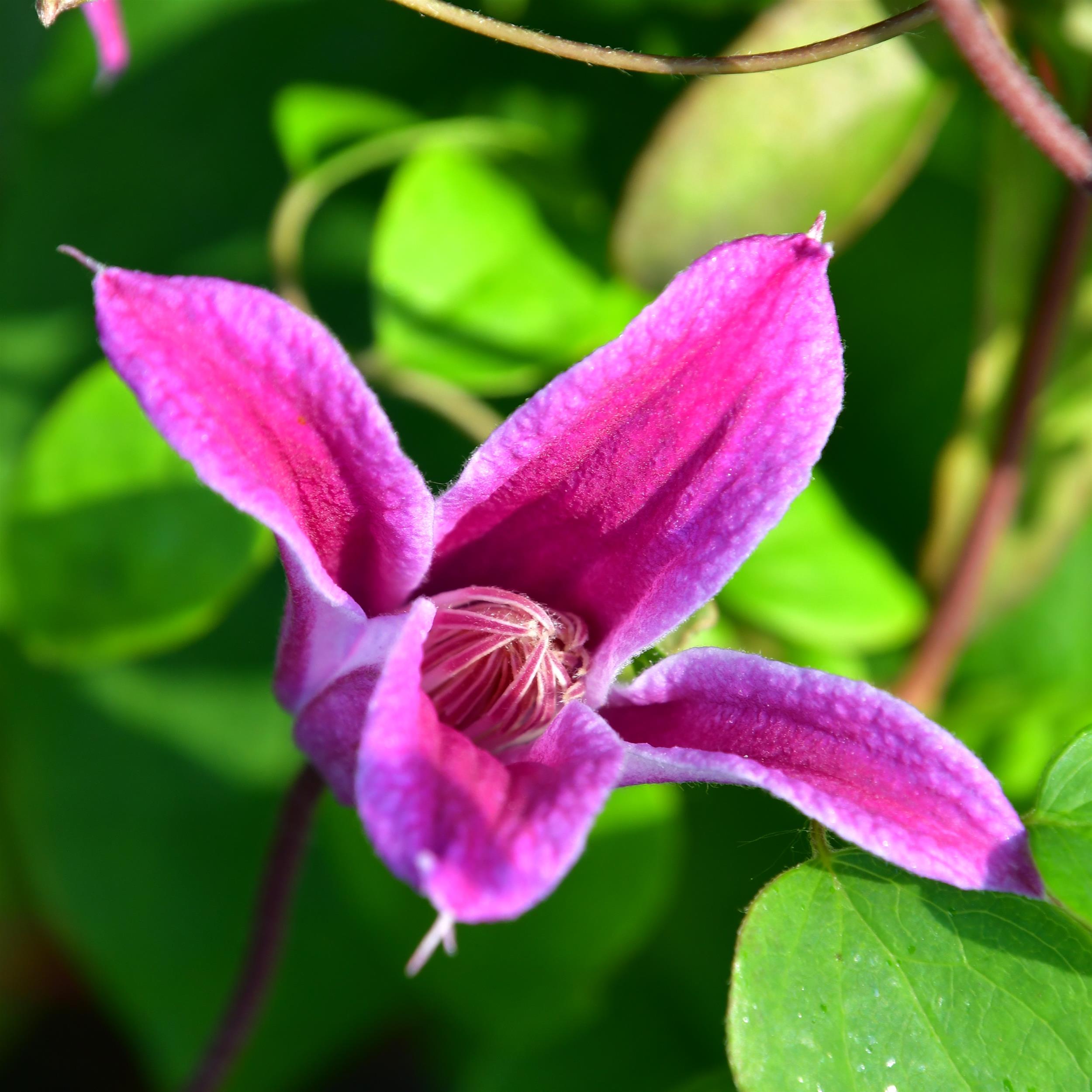 Clematis texensis