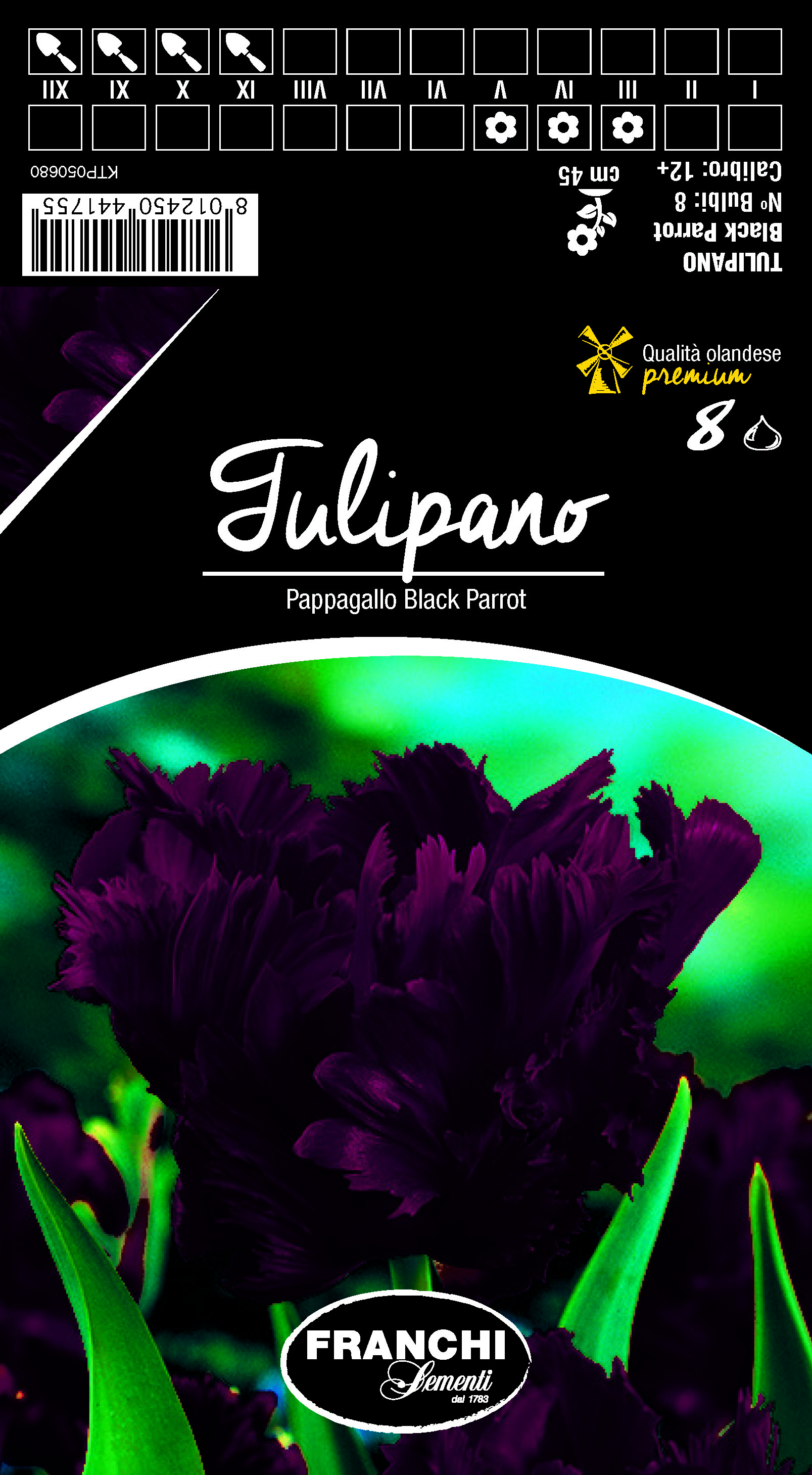 Tulpe Pappagallo Black Parrot
