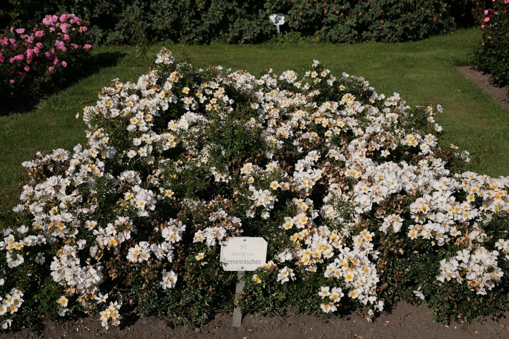 Sonnenröschen/ Lilliput