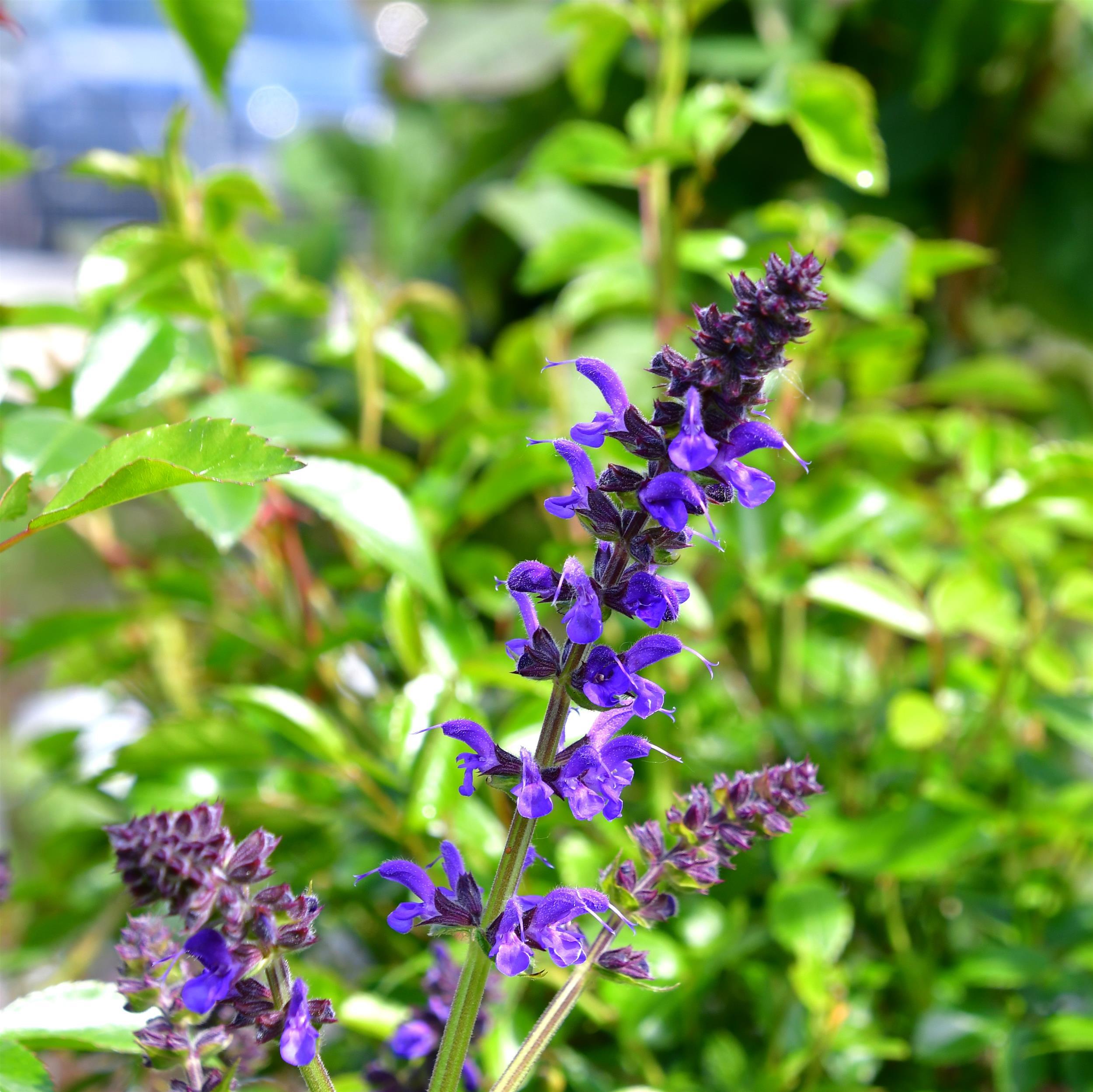 Salvia nemorosa ´Mainacht` 1L
