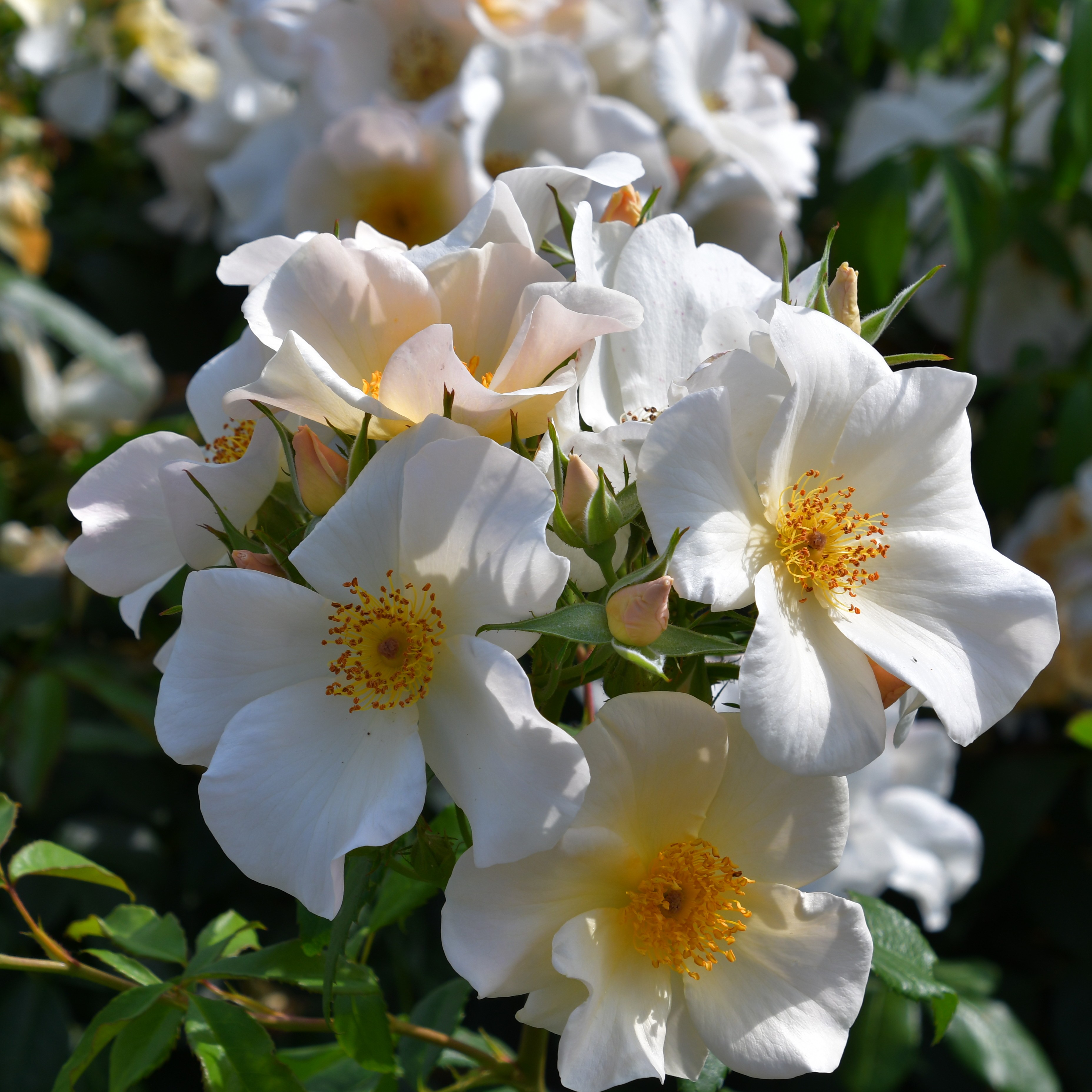 Kew Gardens
