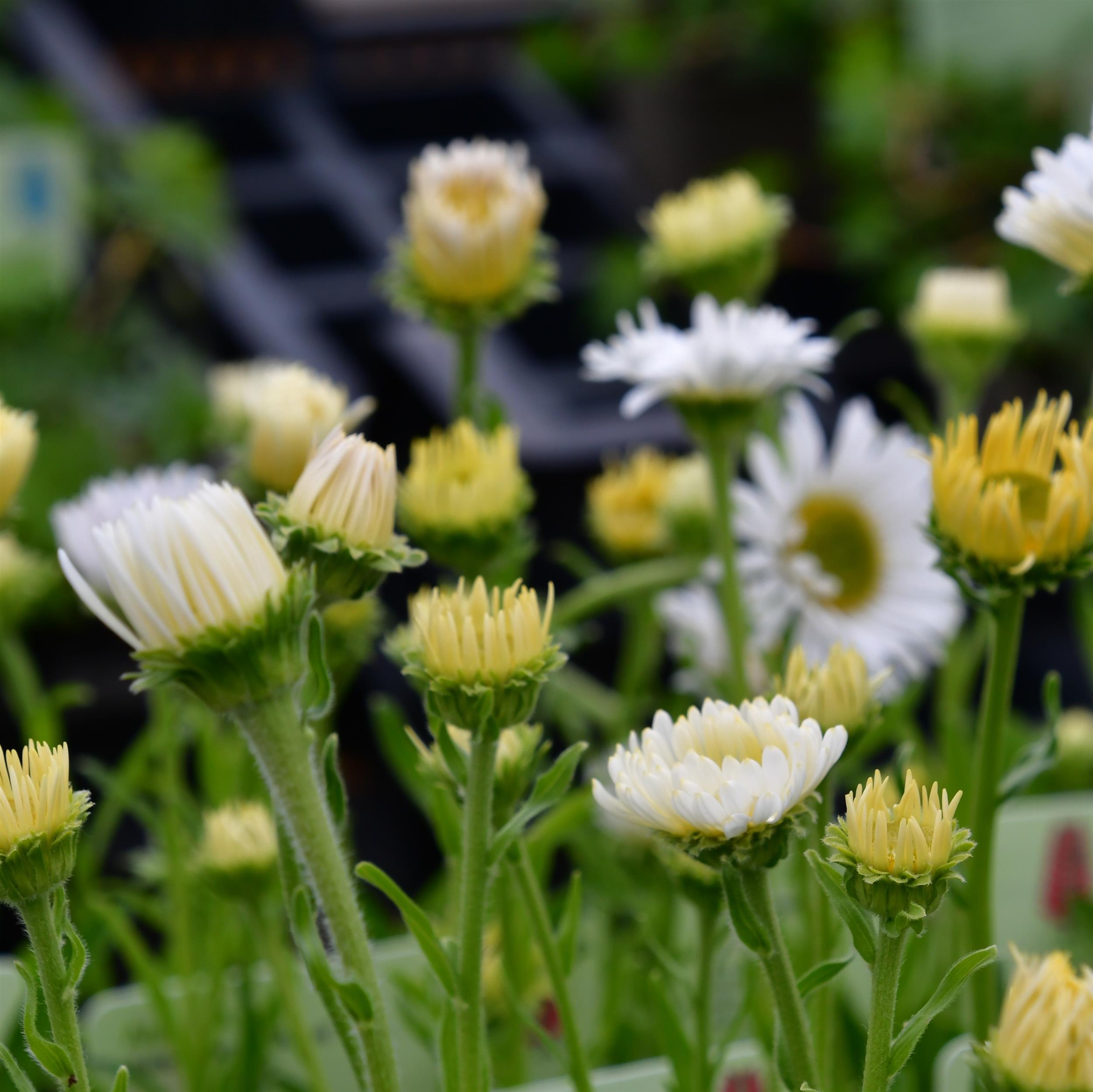 Aster alpinus 'Albus' P1