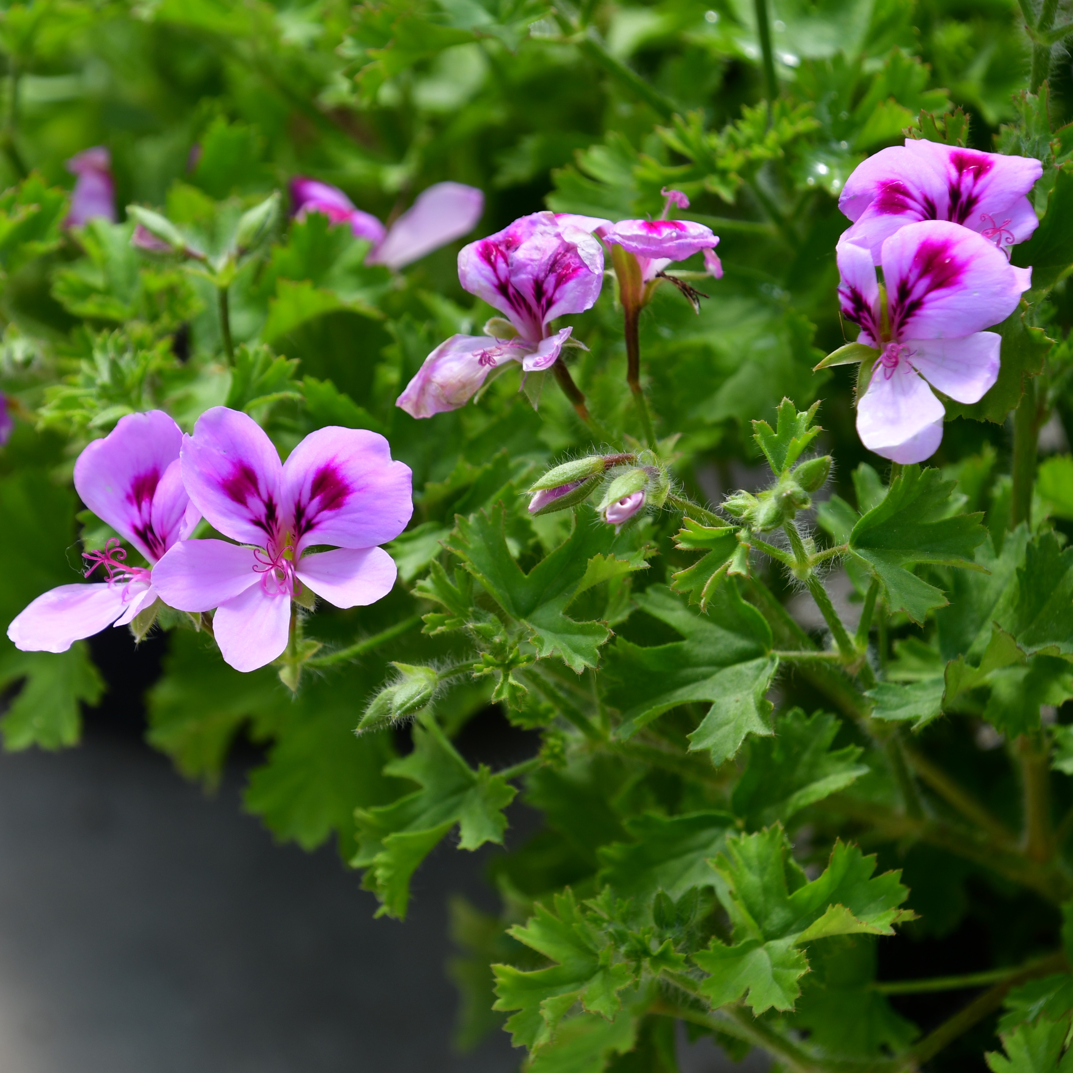 Pelargonium Citronella - Duftgeranie Zitronenduft 1L