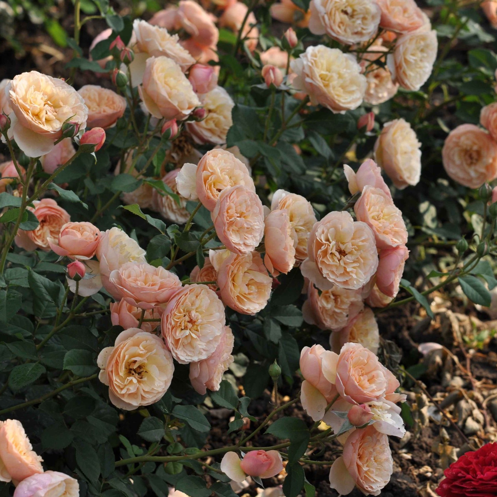 Eveline Wild Essbare Rose