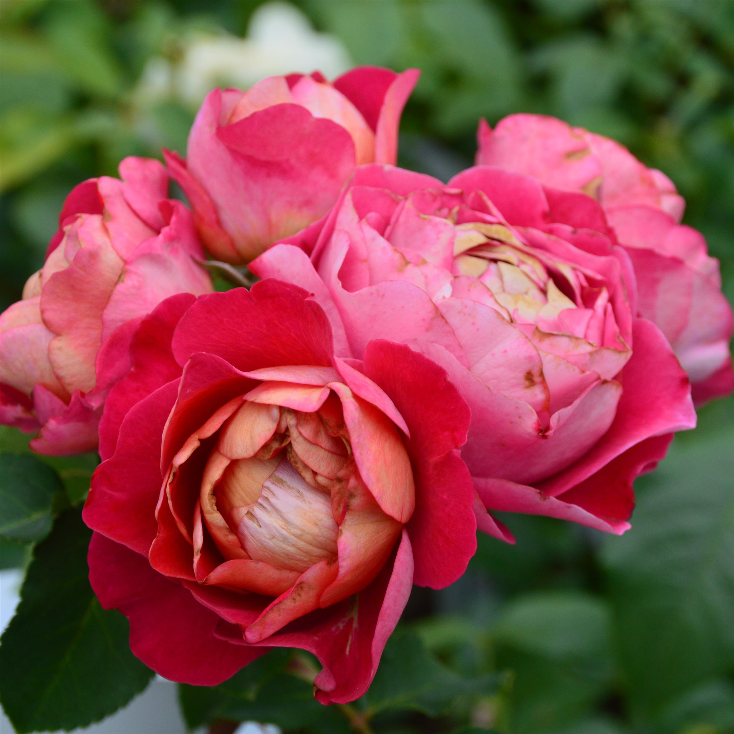 Centenaire de l`Hay-les-Roses