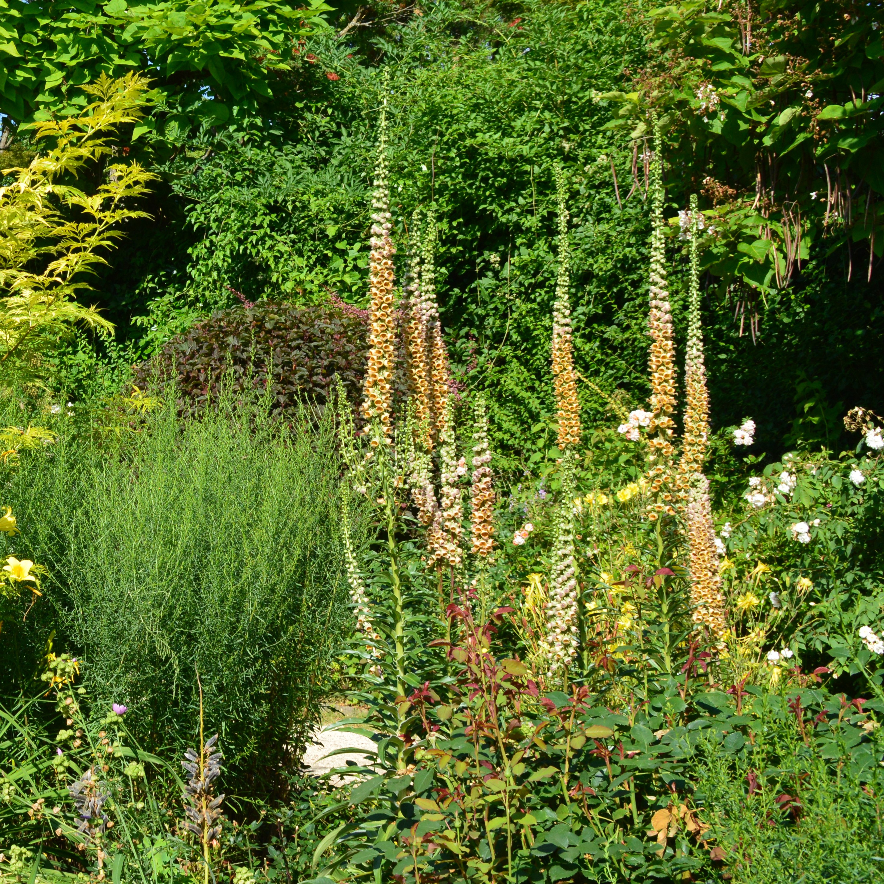 Digitalis ferruginea 'Gigantea' 1L