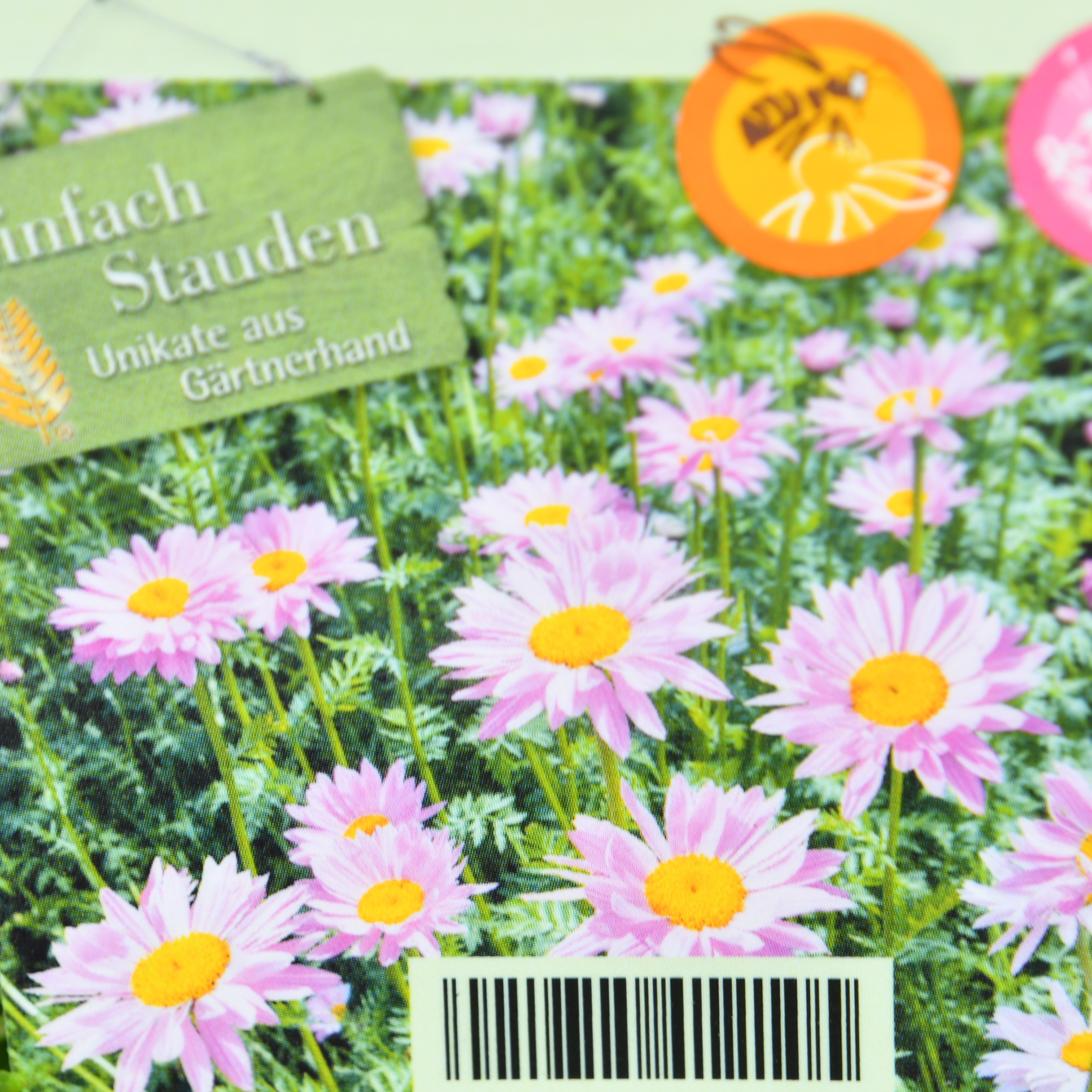 Tanacetum coccineum 'Robinsons Rosa' 1L