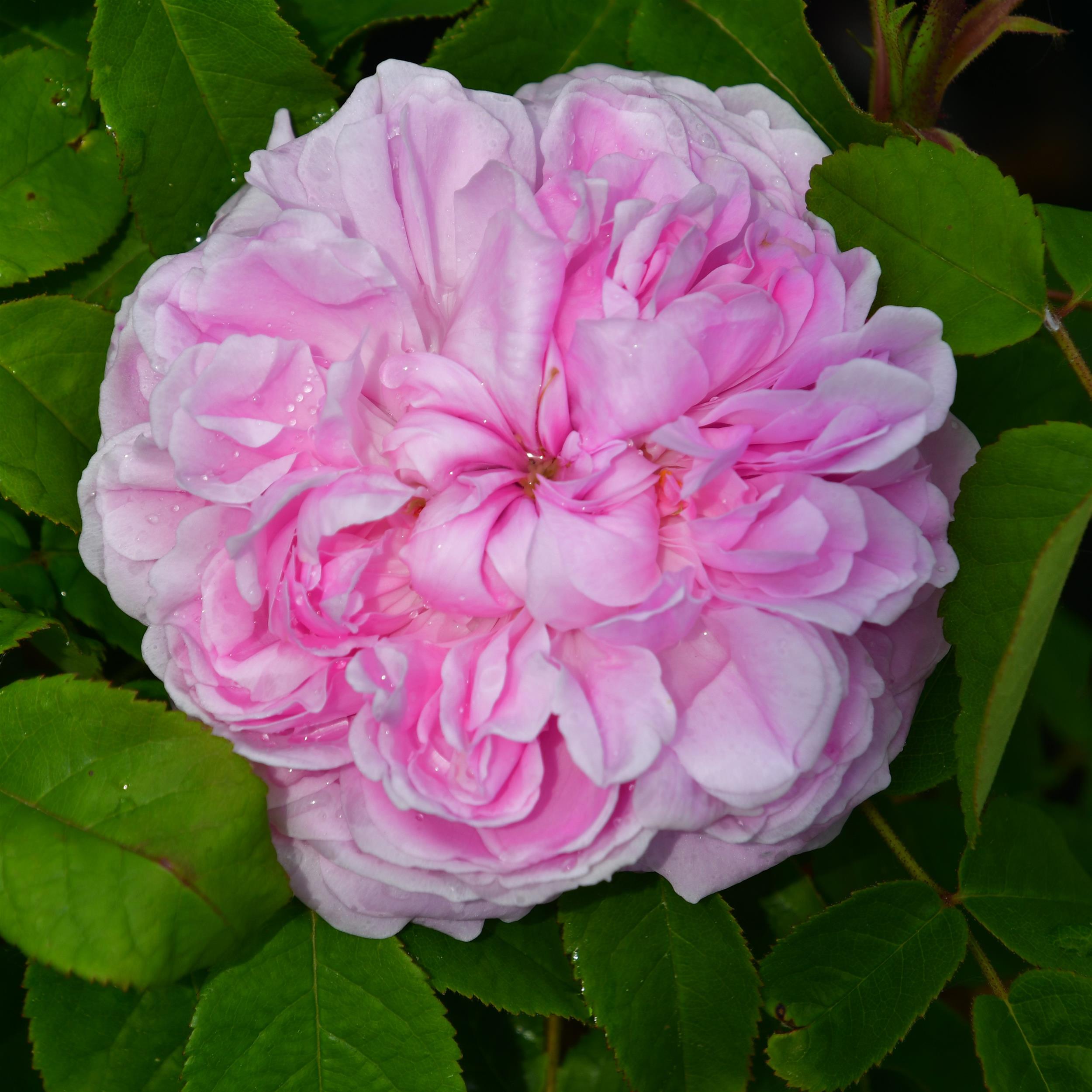 Portland Rosen