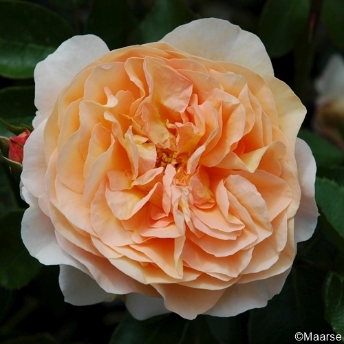 Sangerhäuser Jubiläumsrose