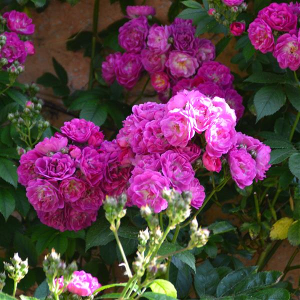 Bleu Magenta