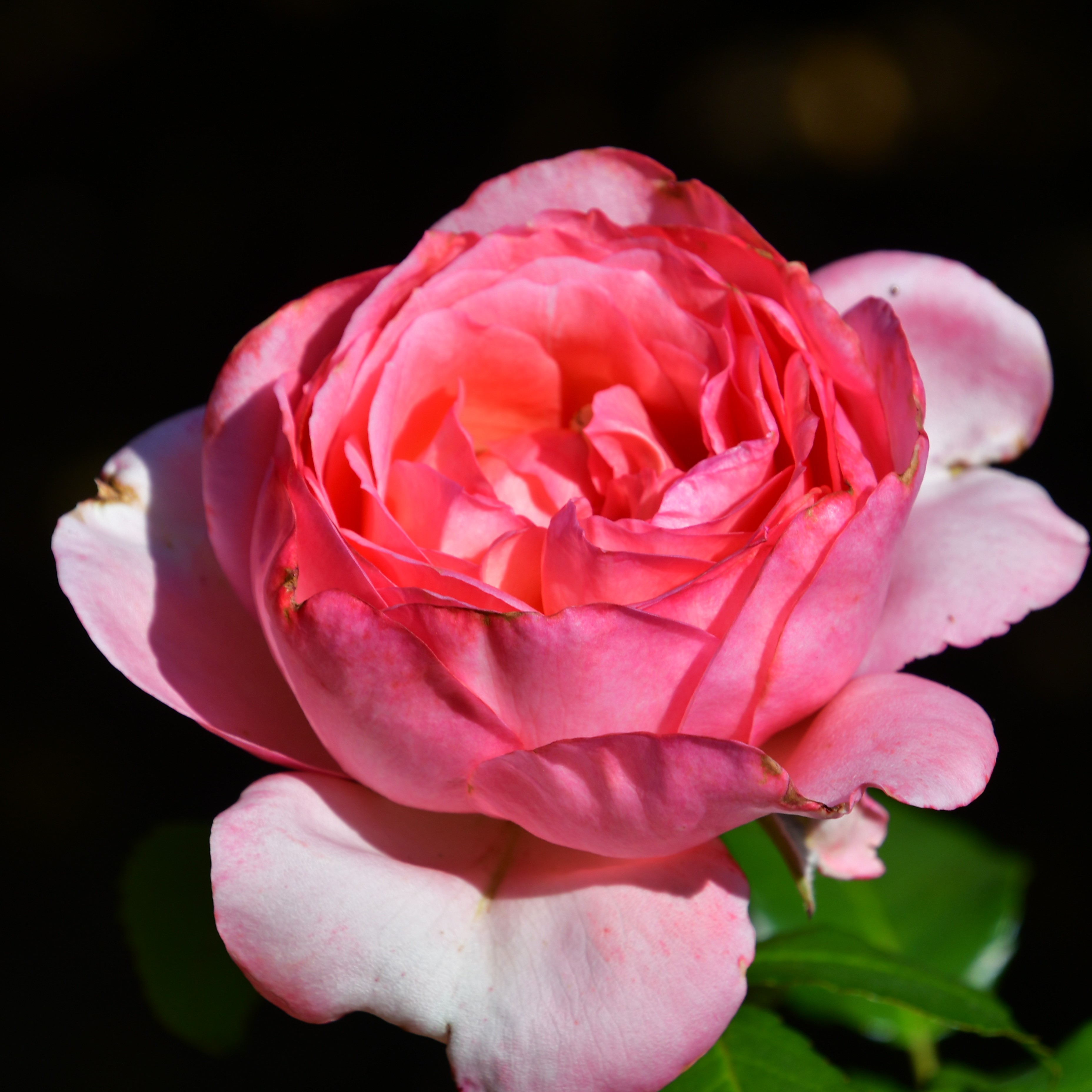 La Rose de Molinard
