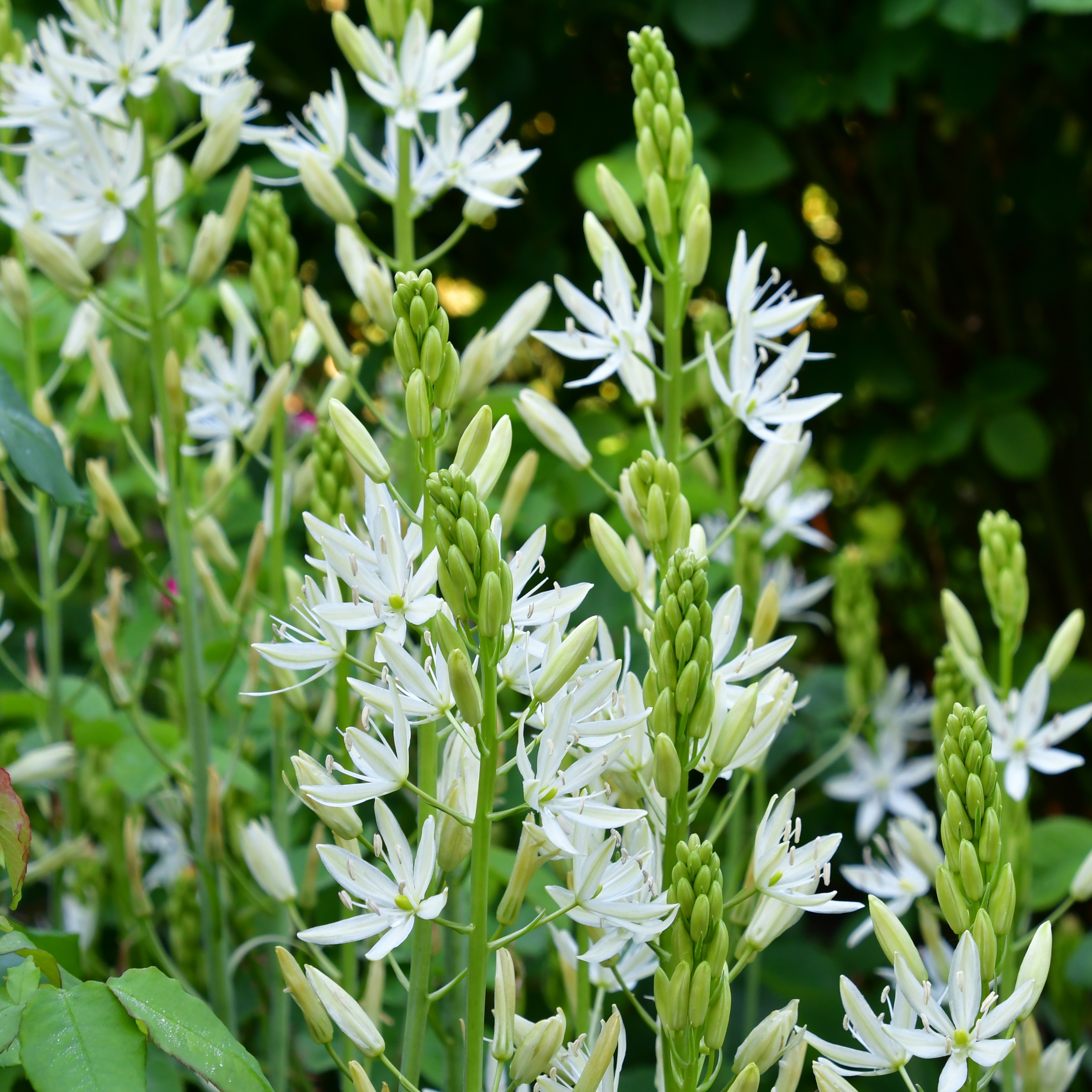 Camassia leichtlinii Alba P1