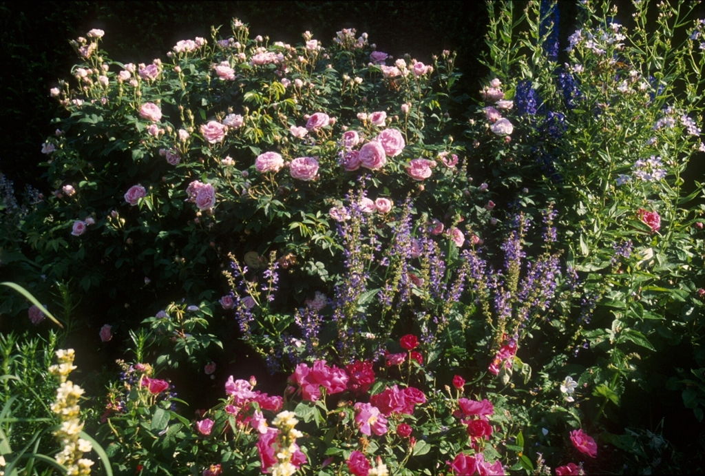 Königin von Dänemark