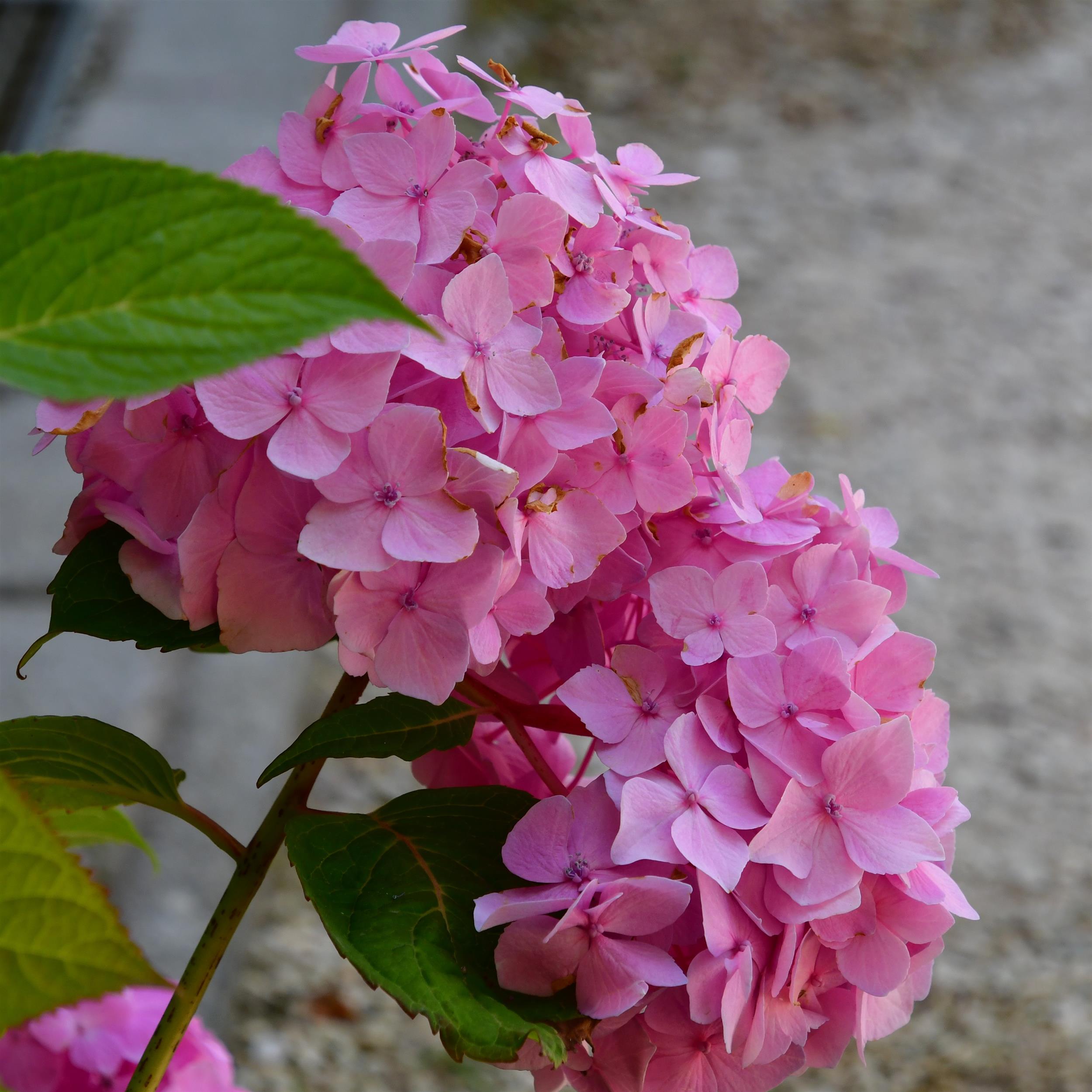 Hydrangea Endless Summer The Original