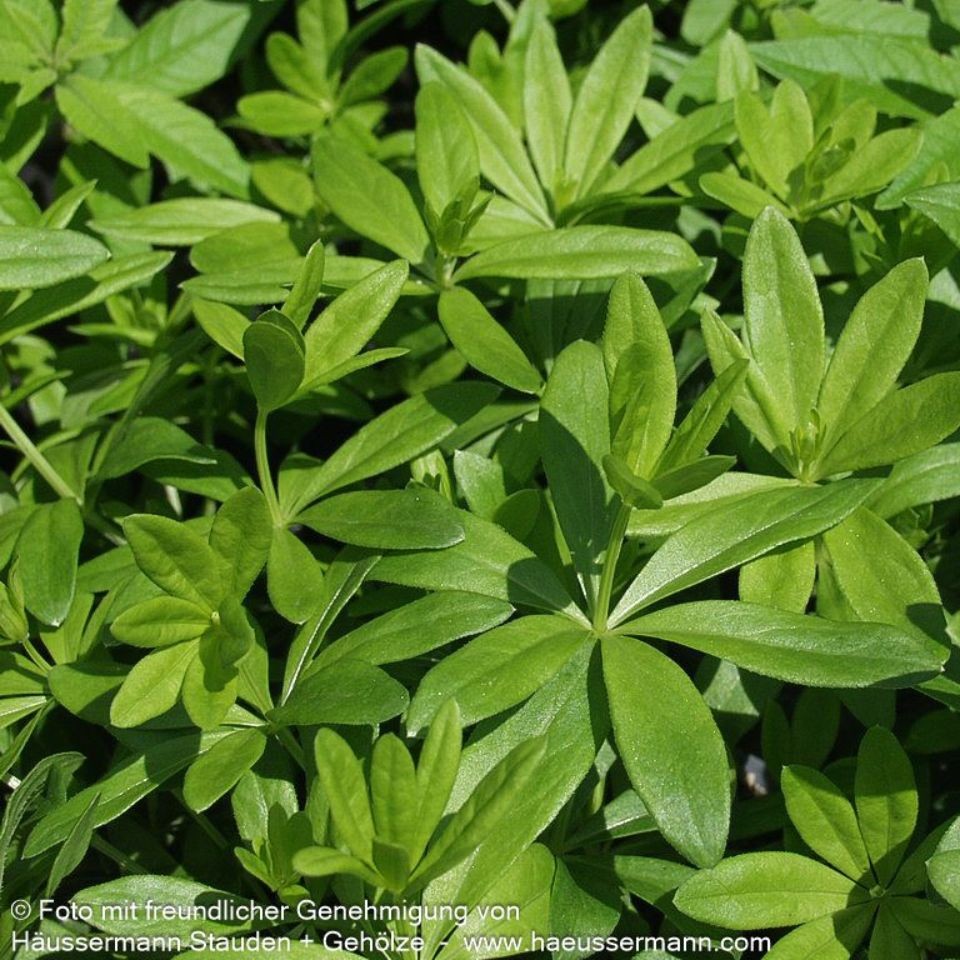Galium odoratum Echter Waldmeister 1L