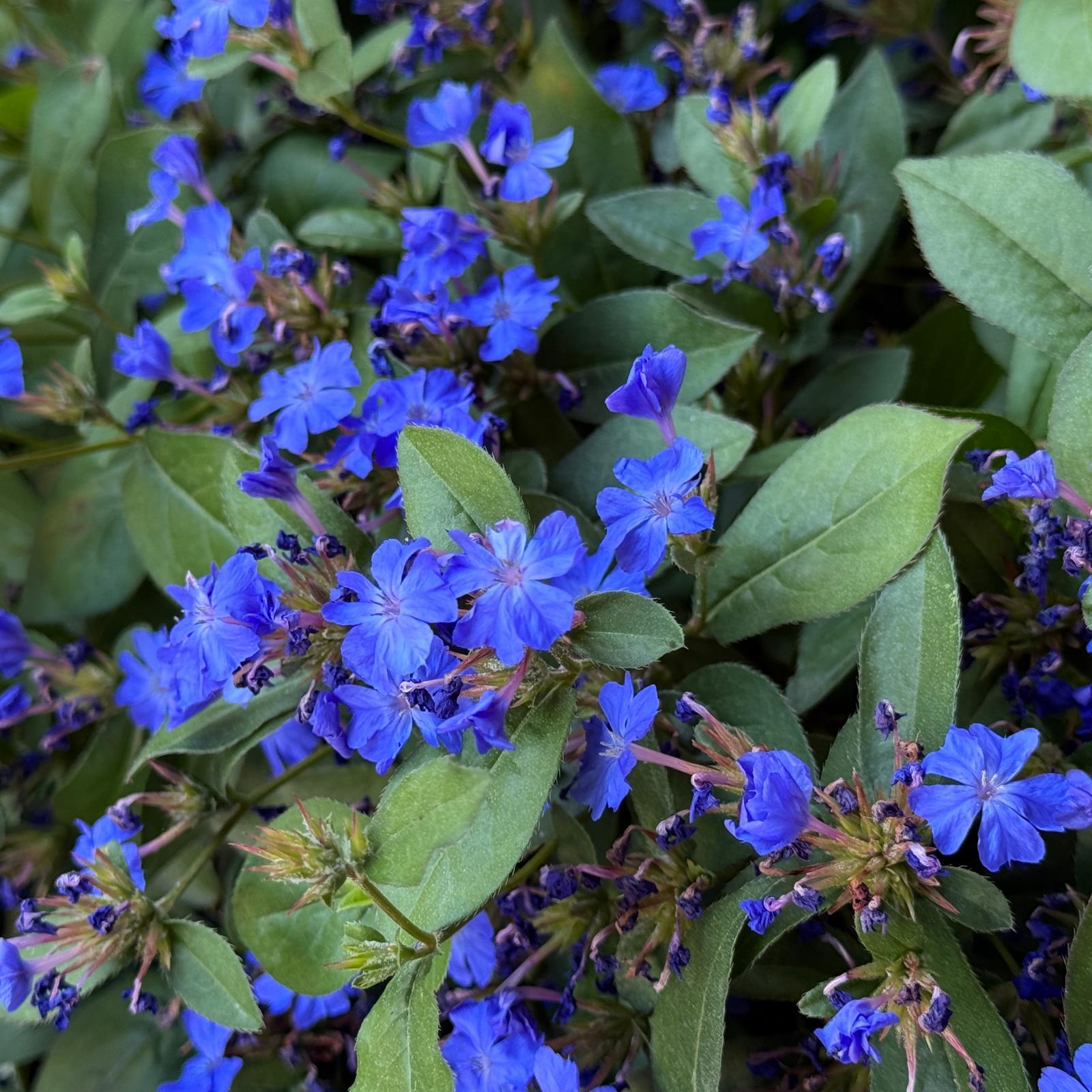 Ceratostigma plumbaginoides 0,5L
