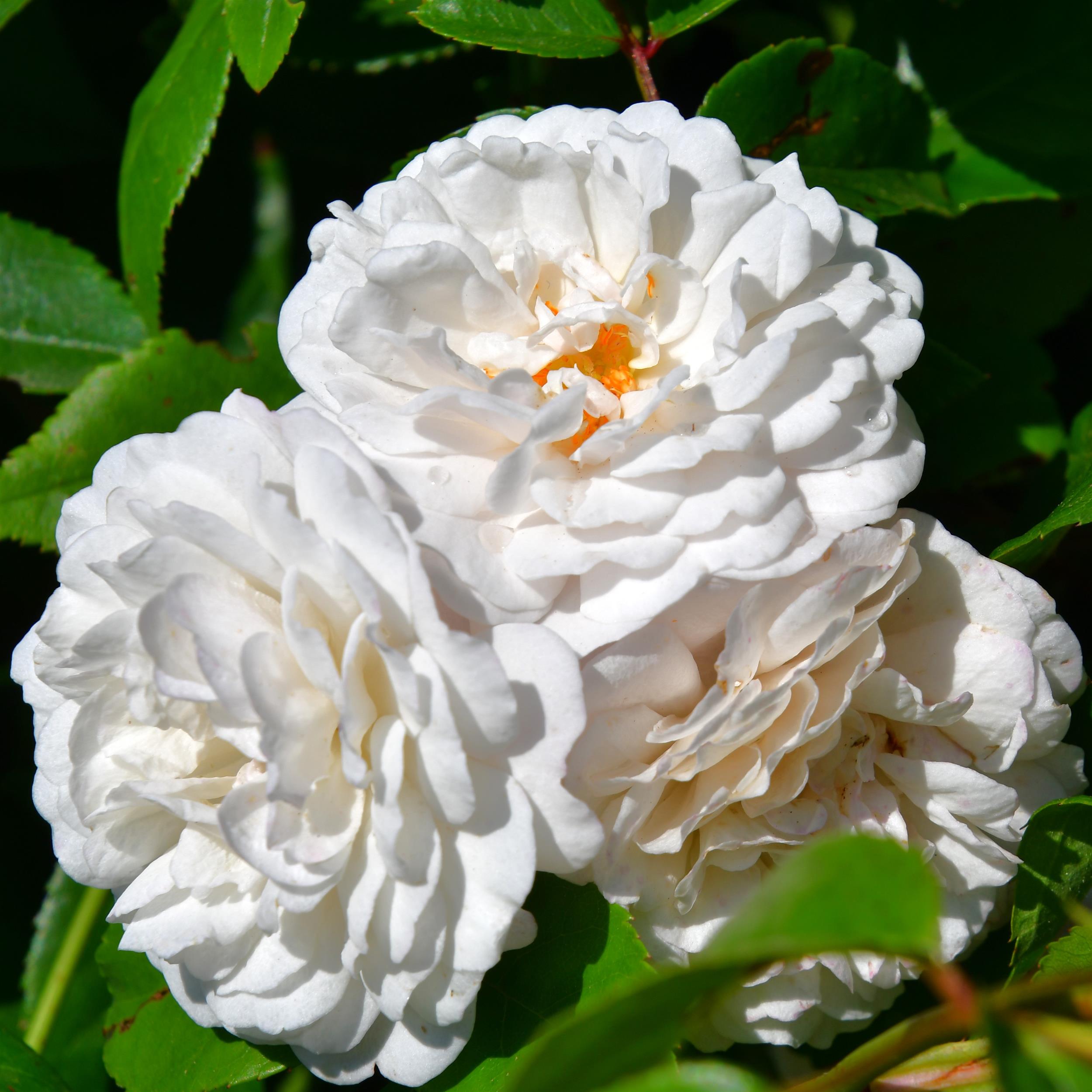 Felicite et Perpetue