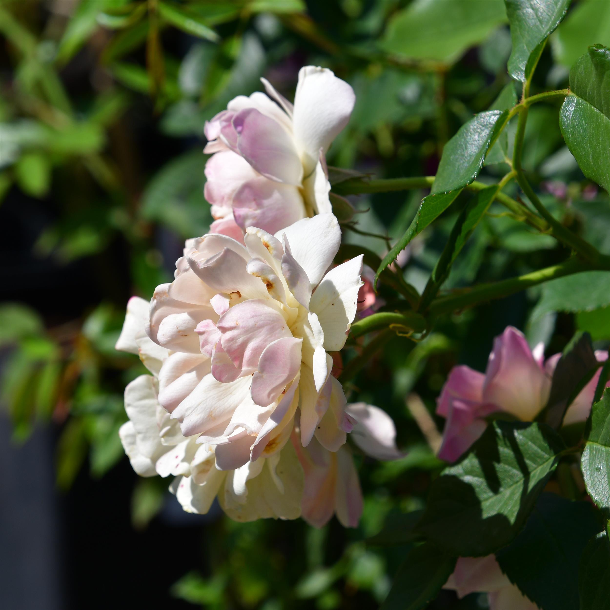 Phyllis Bide