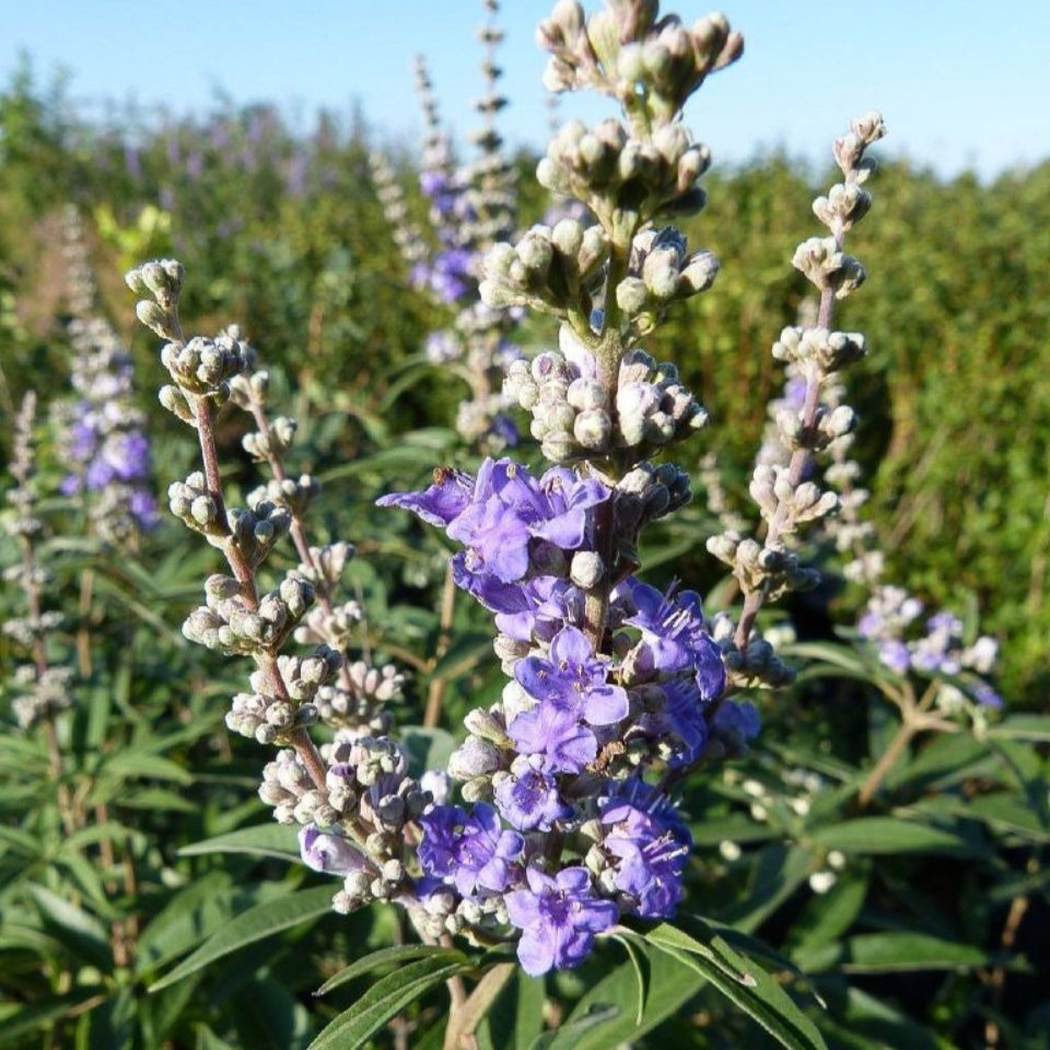 Vitex agnus-castus latifolia 3L