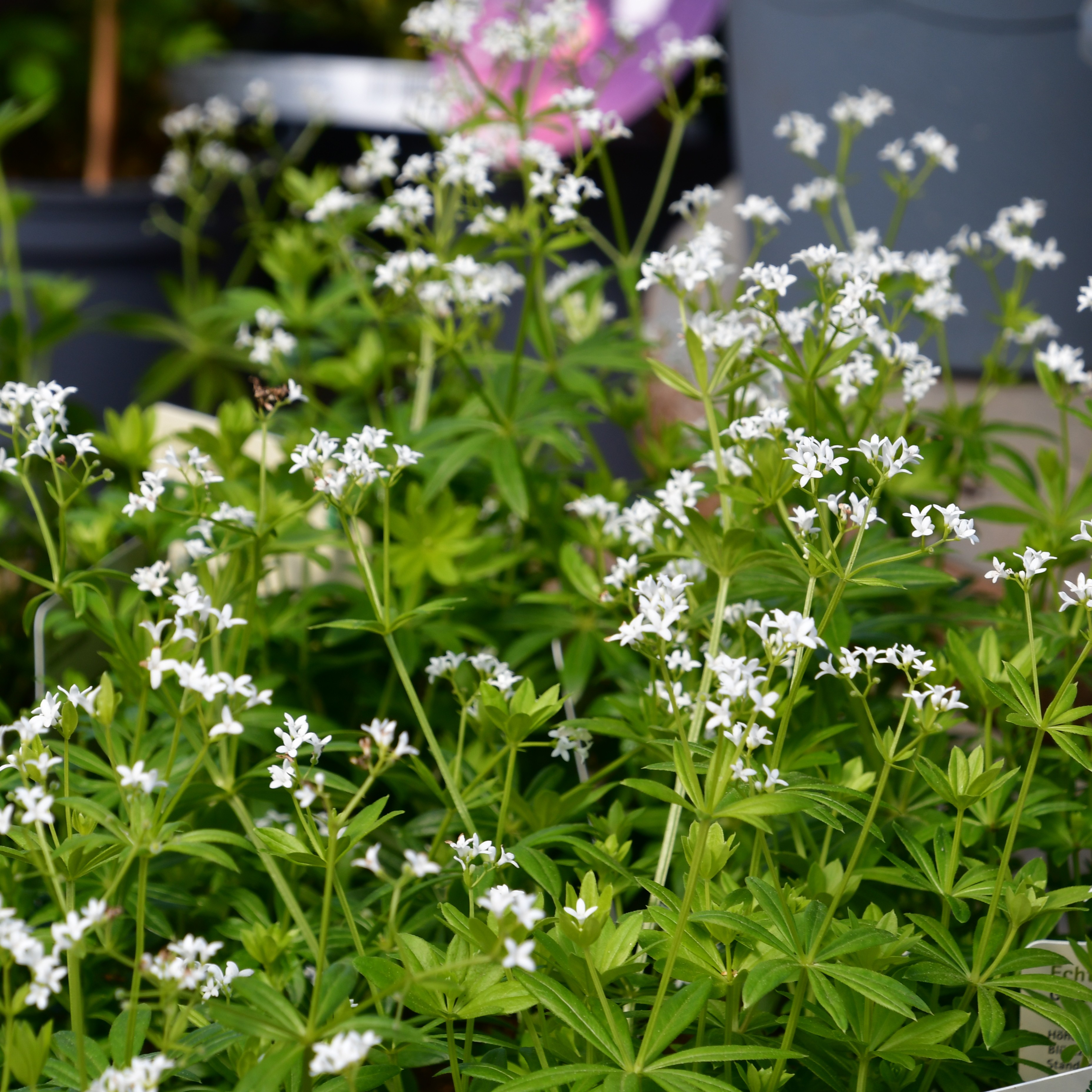 Galium odoratum Echter Waldmeister 1L