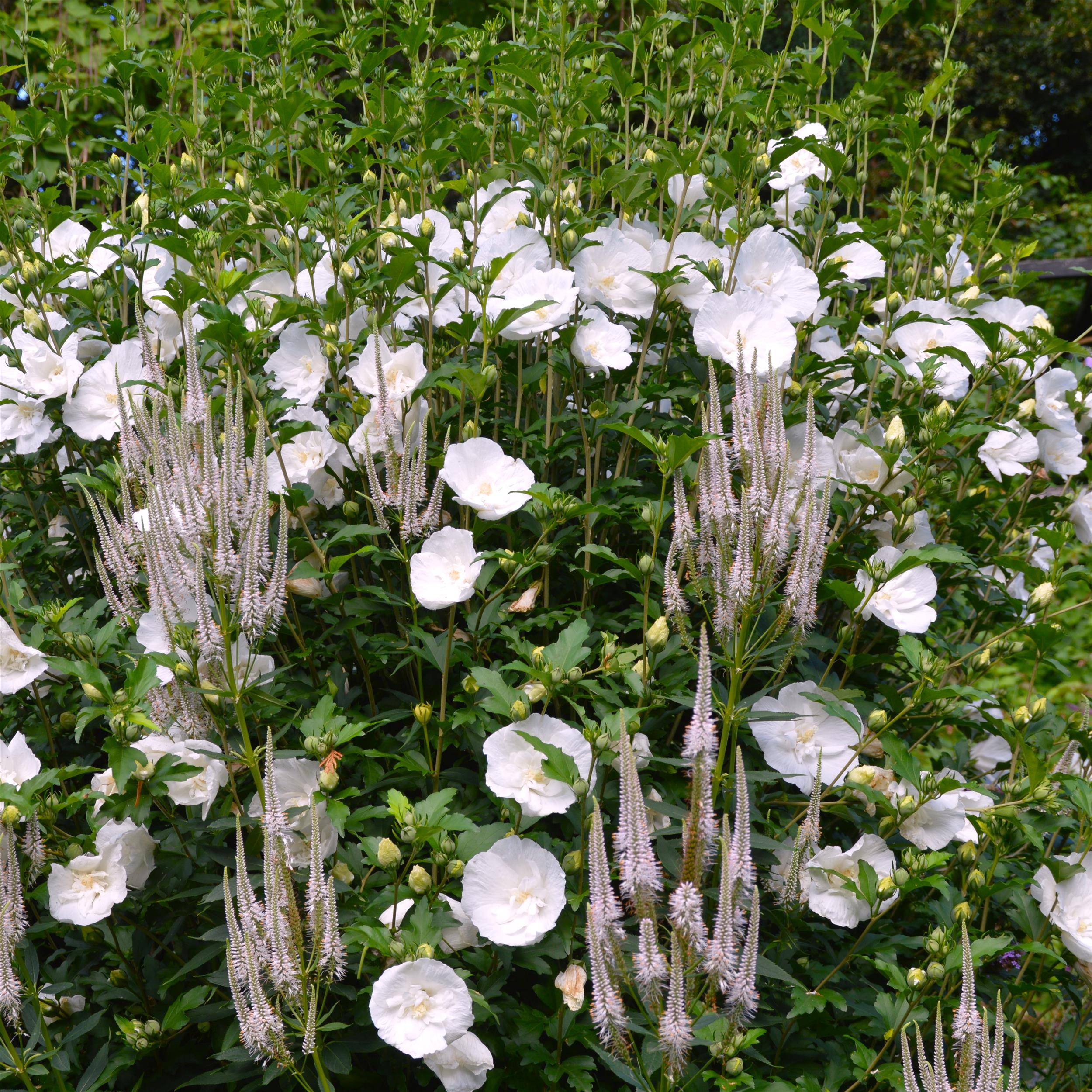 Hibiscus syriacus 'White Chiffon' 3L