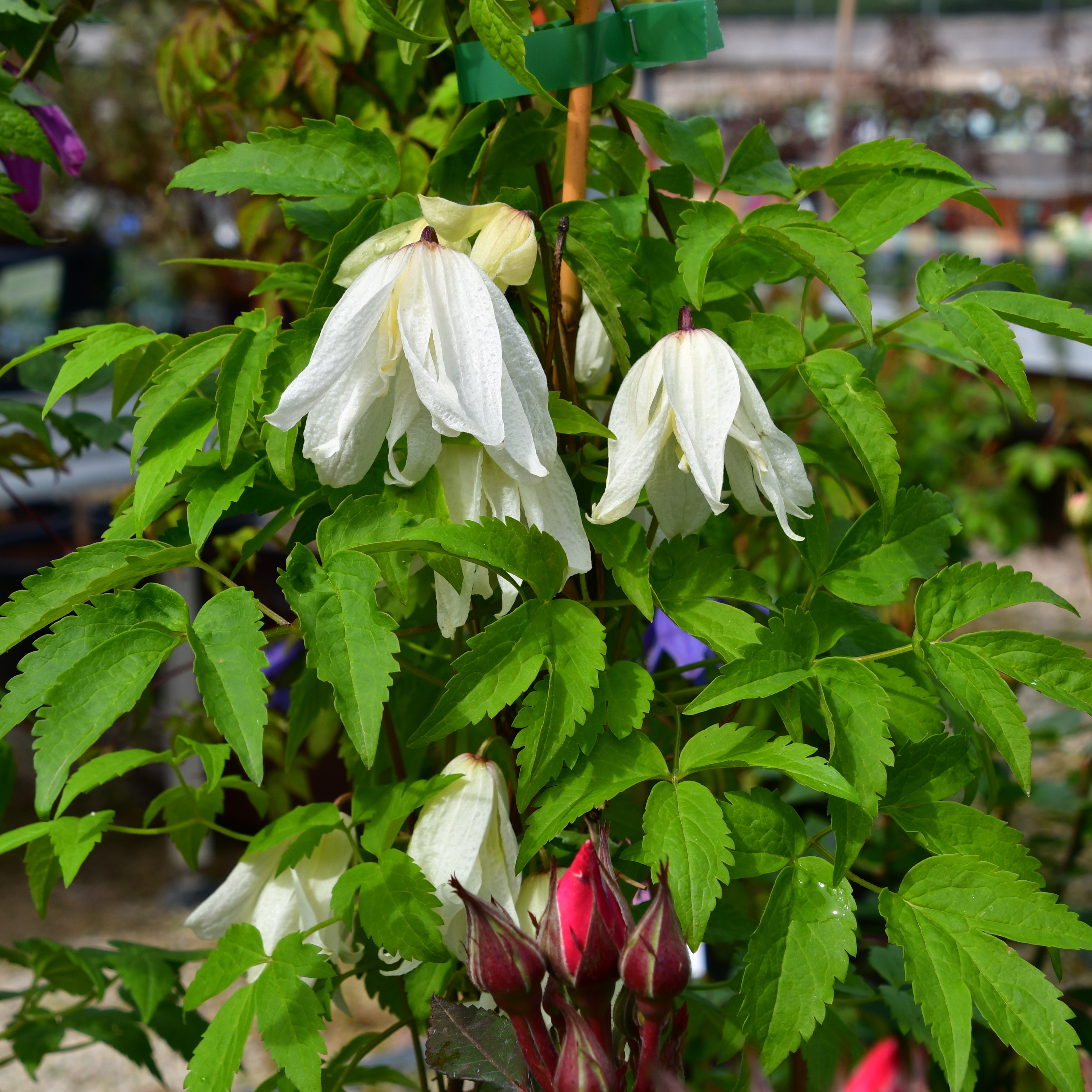 Clematis alp. macr. White Swan
