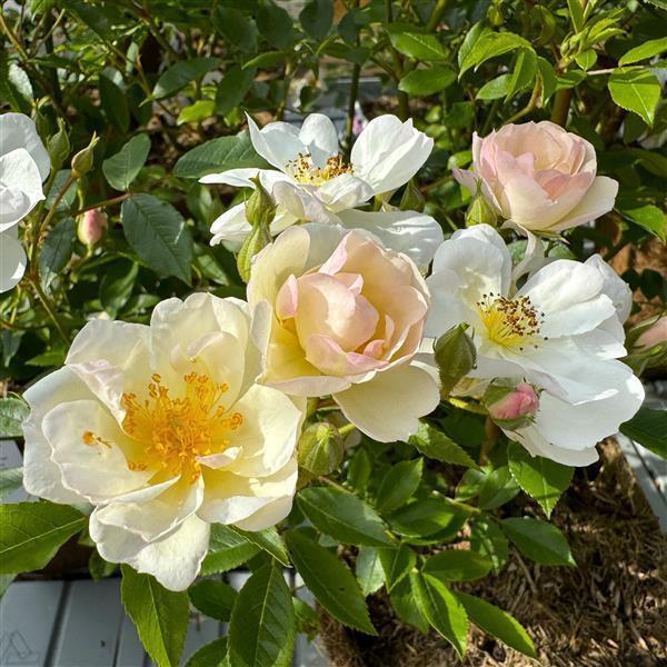 Penelope Hobhouse - Stammrose 90 cm