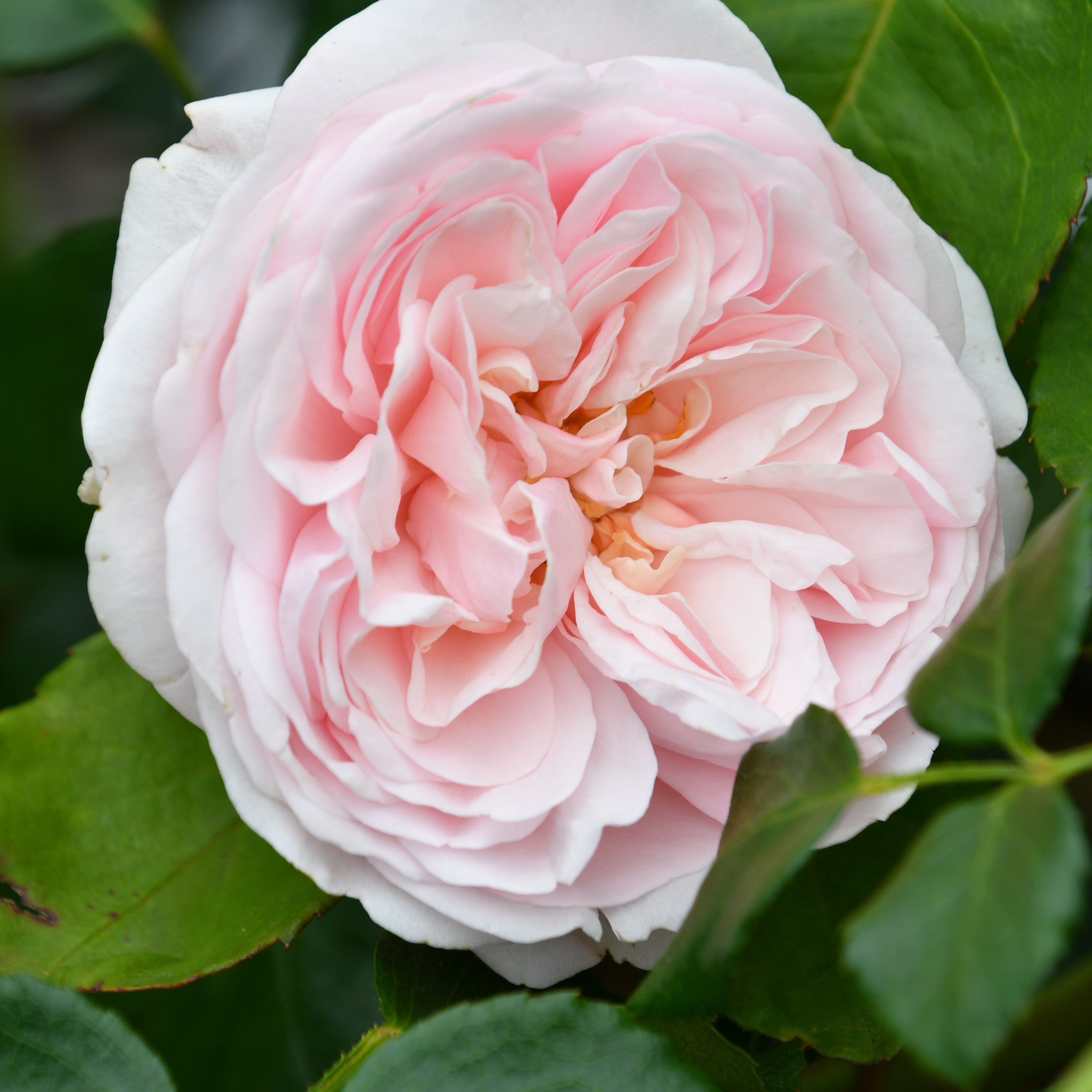 Schultheis-Rose Millenium