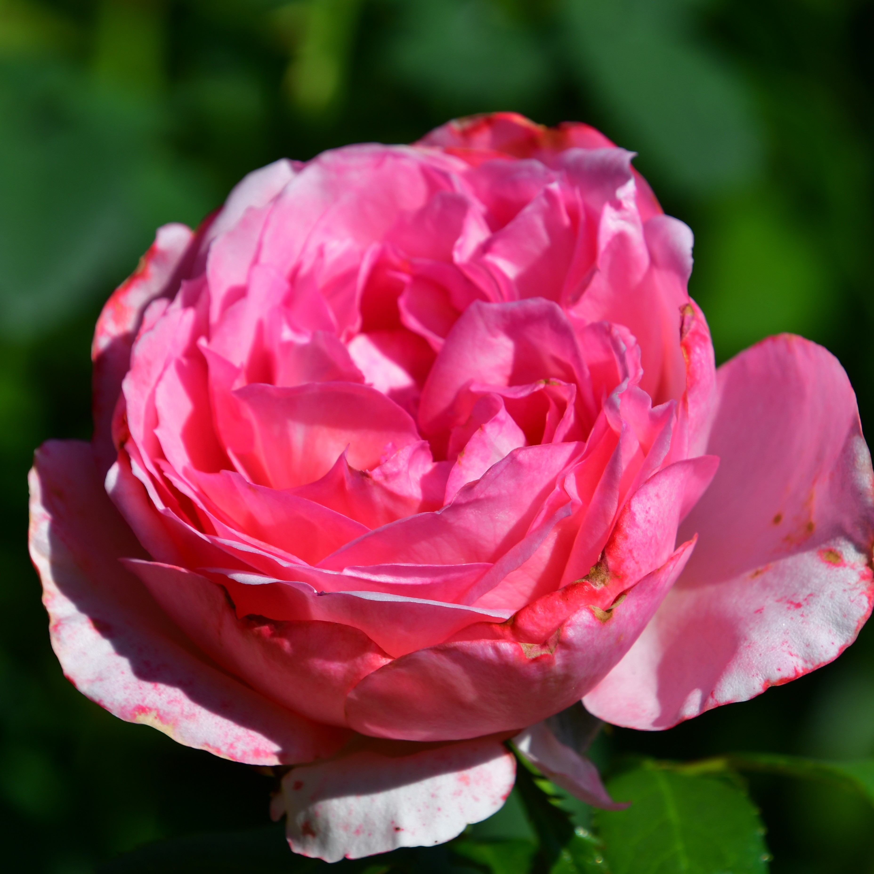 La Rose de Molinard