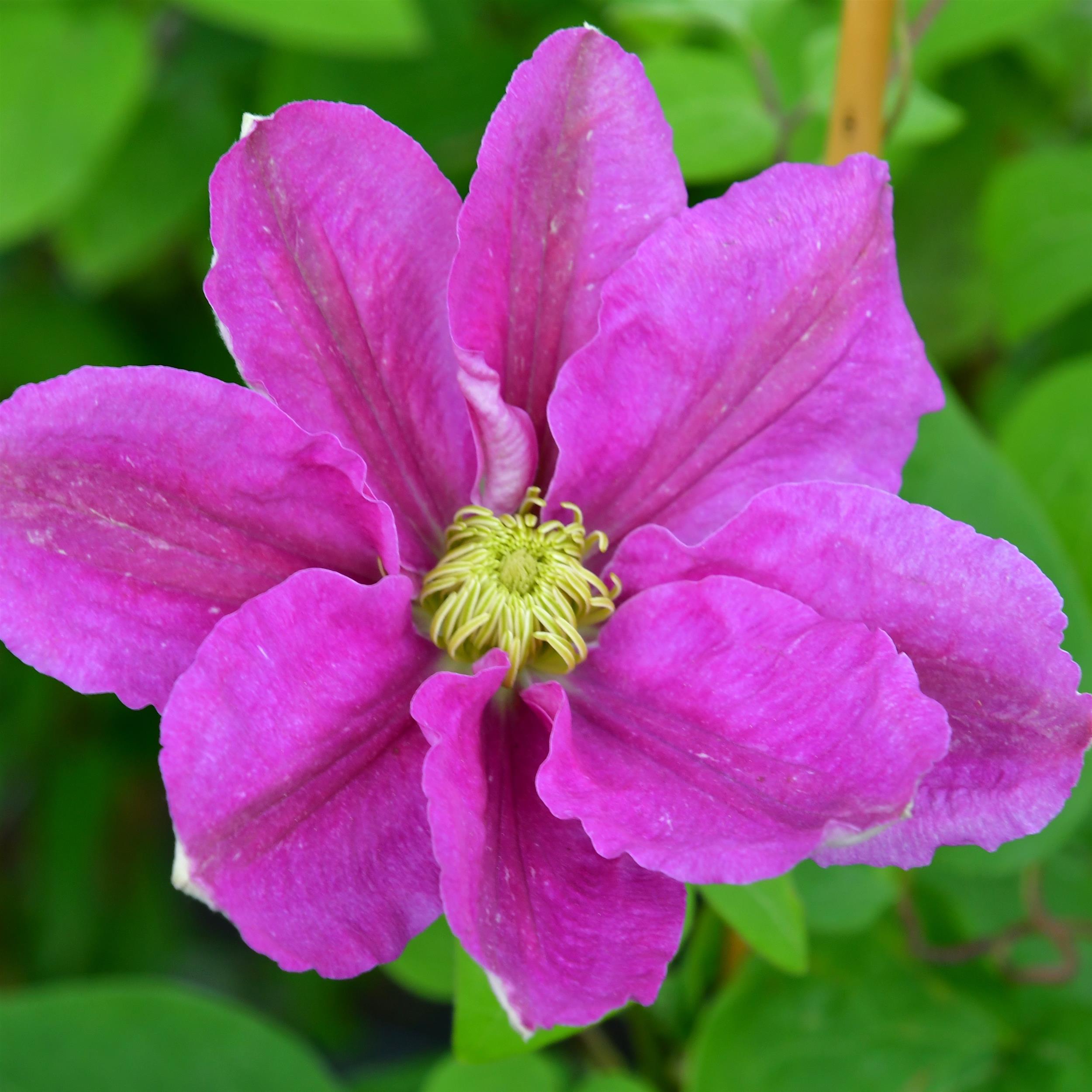 Clematis ´Hanaguruma`