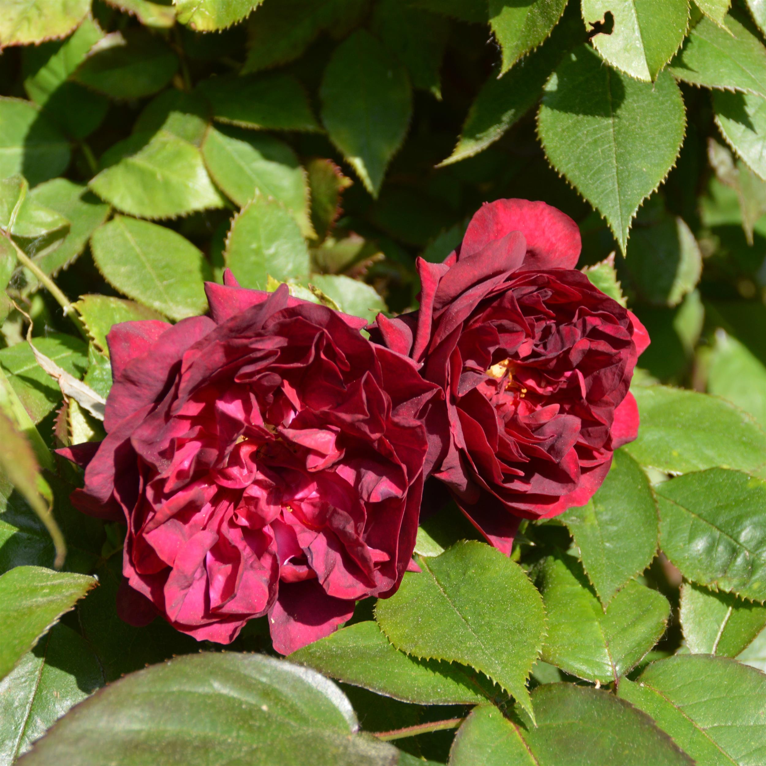 Burgundy Rambler