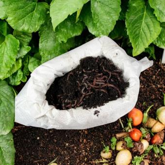 Kompostwürmer 0.25 kg