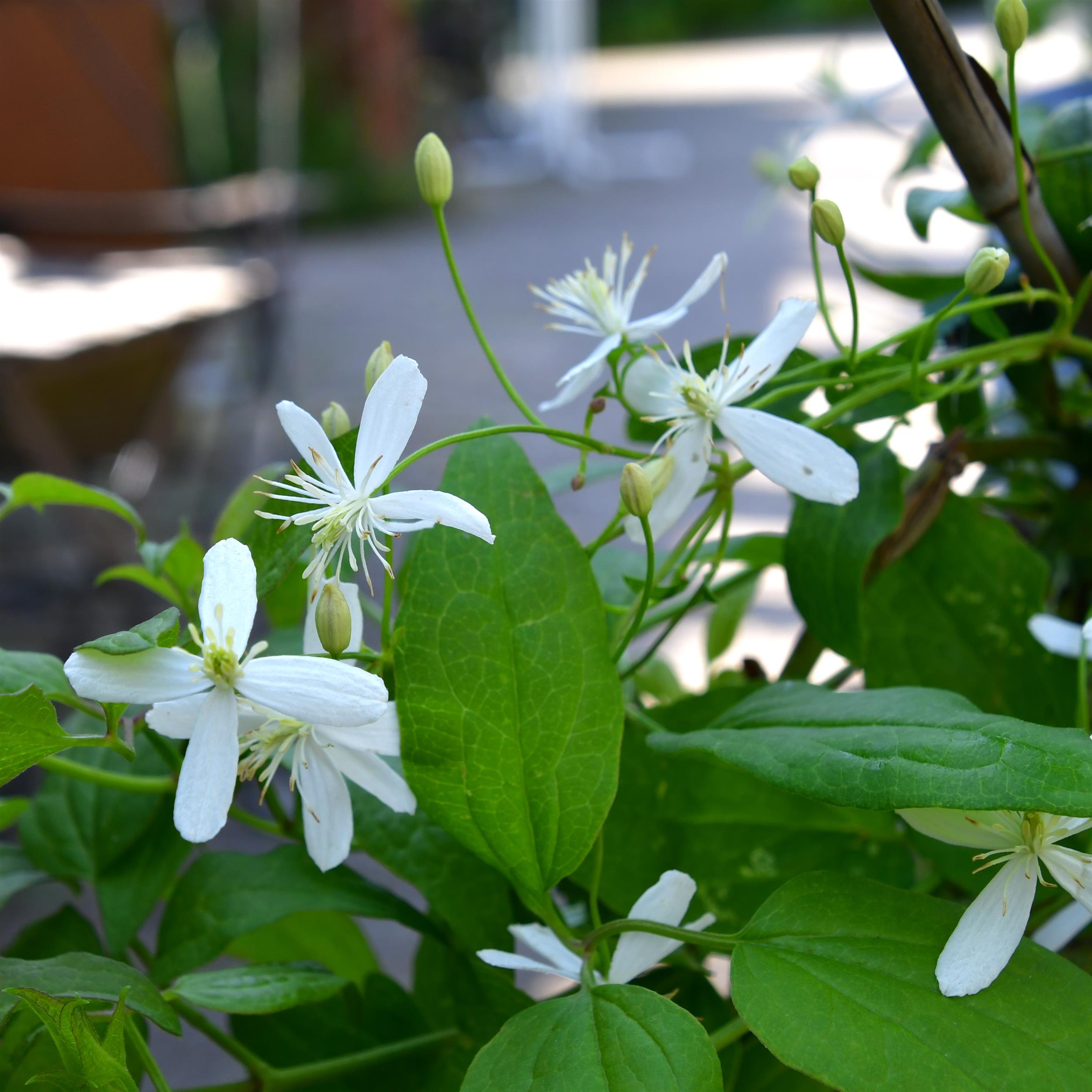 Clematis mandshurica nana