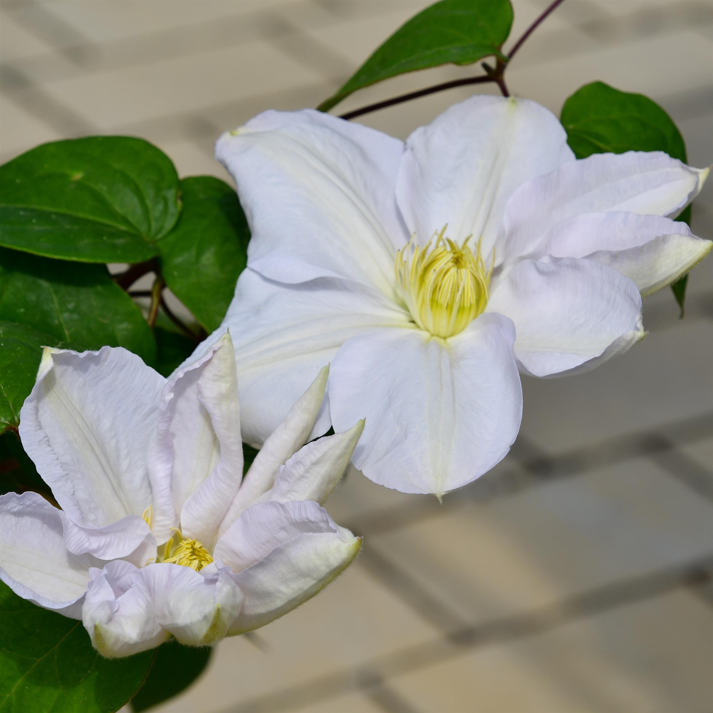 Clematis '  Mme. le Coultre