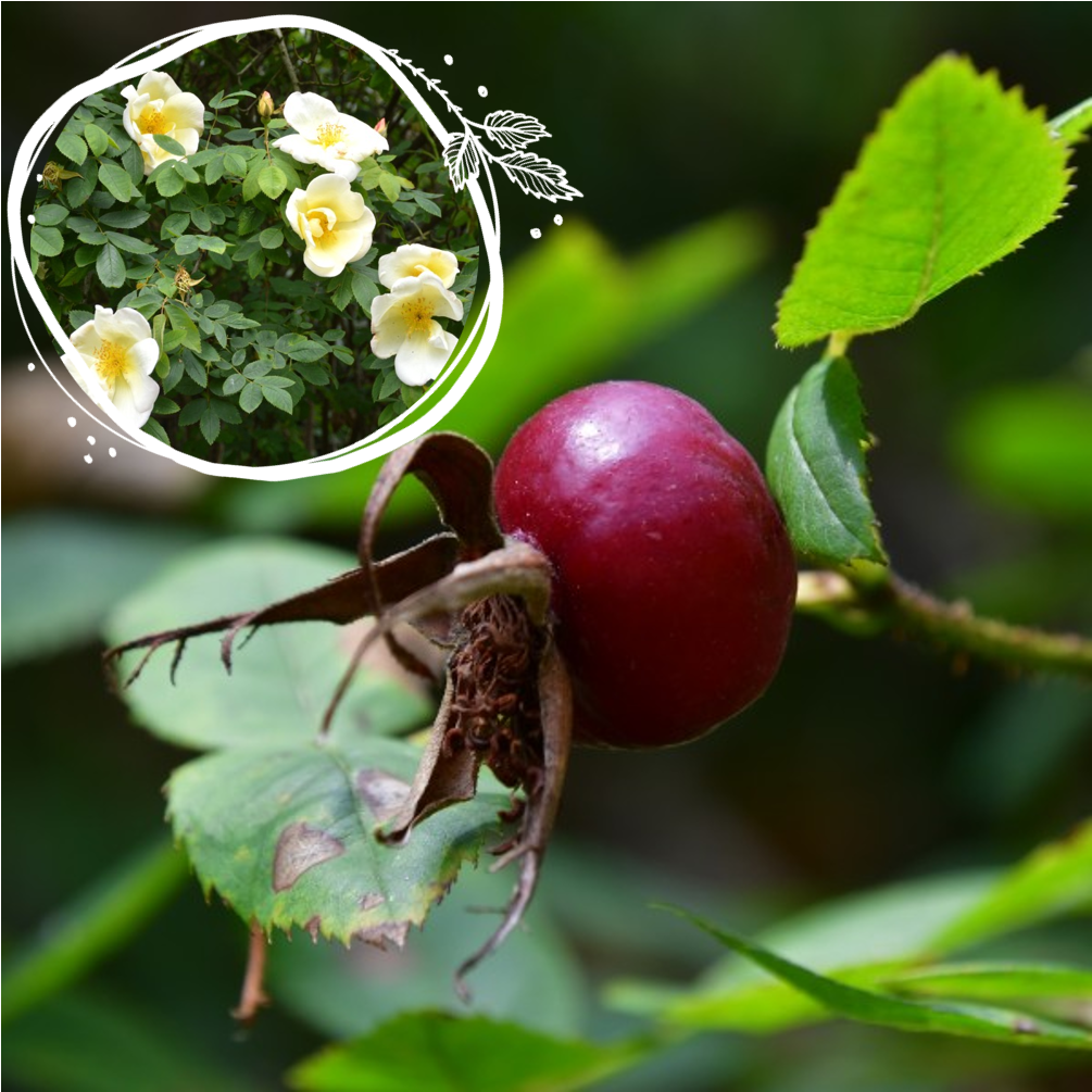 Hagebuttenrosen-Set wurzelnackt für große Gärten