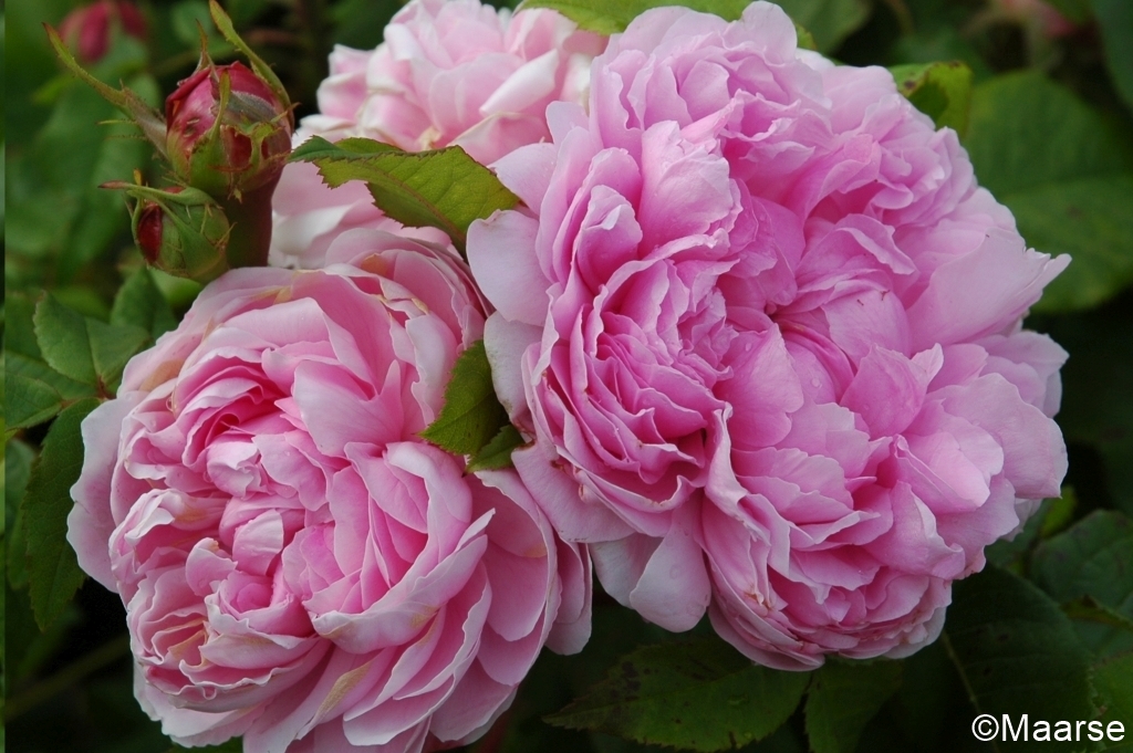 Jacques Cartier