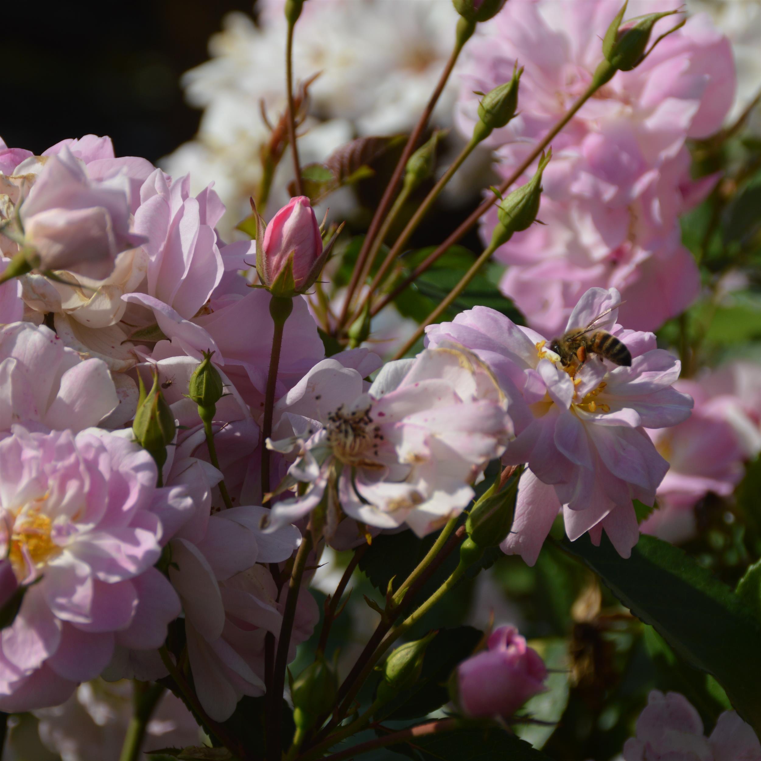 Dainty Pink - Stammrose 90 cm