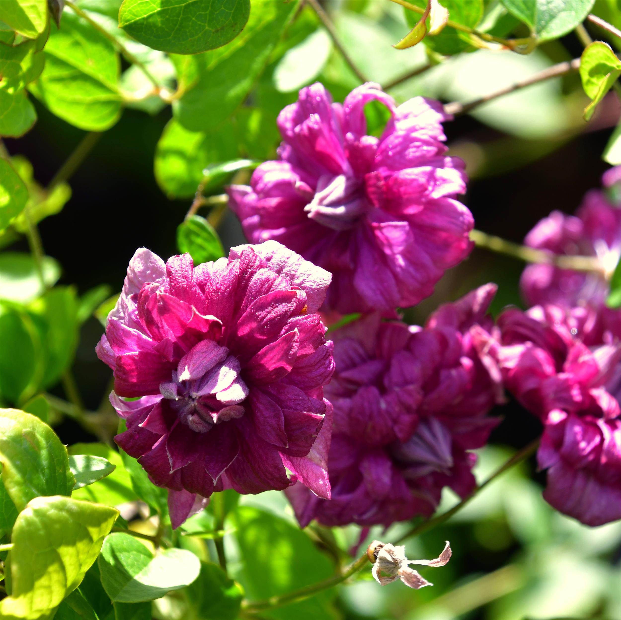 Clematis vitic.Purpurea Plena Elegans