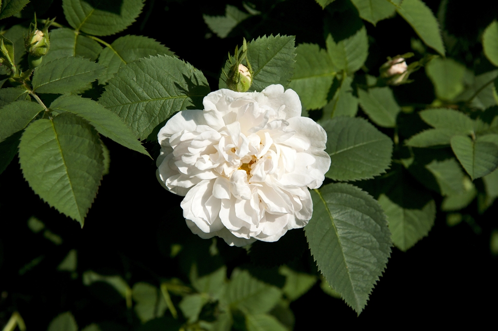 Alba Maxima