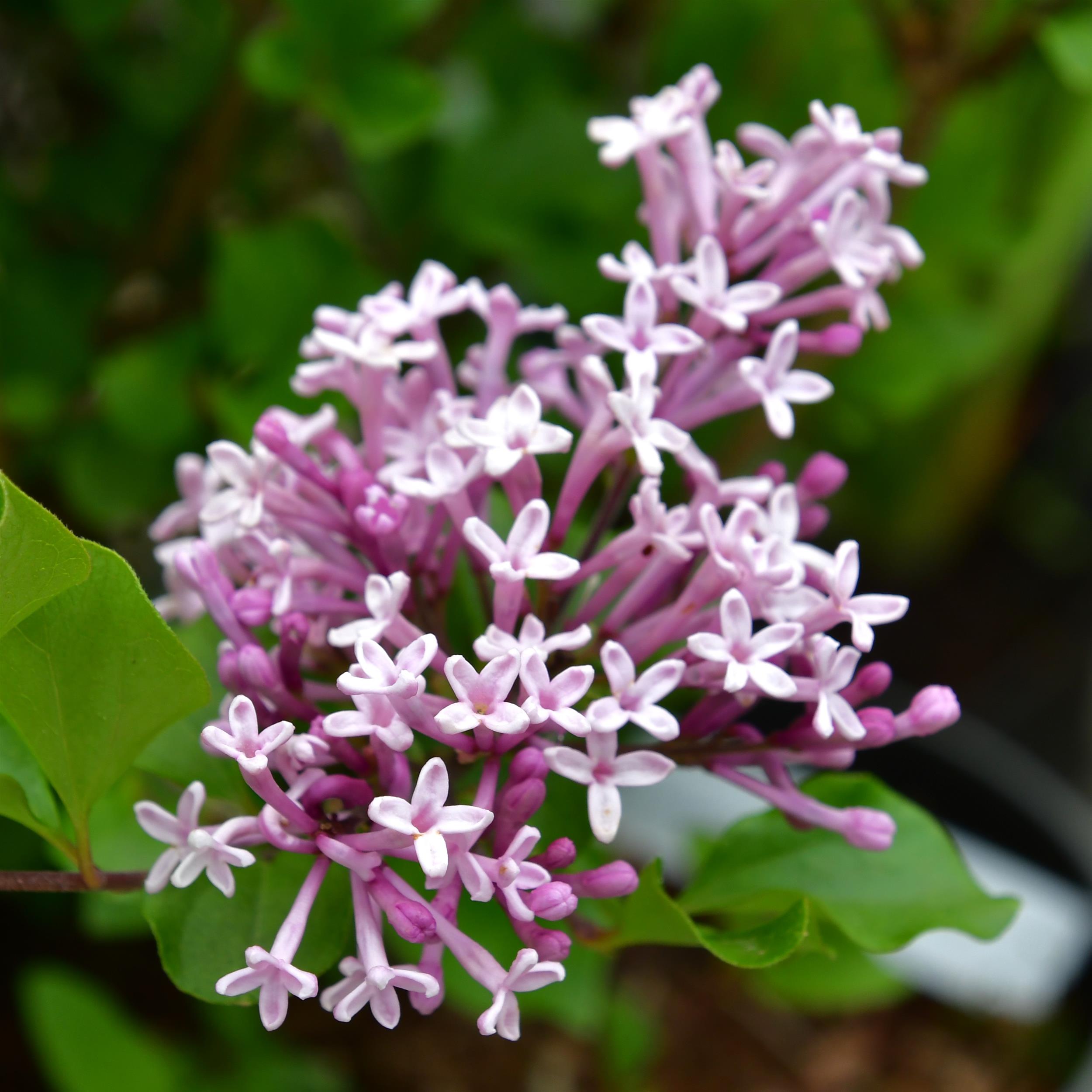 Syringa meyeri 'Palibin'